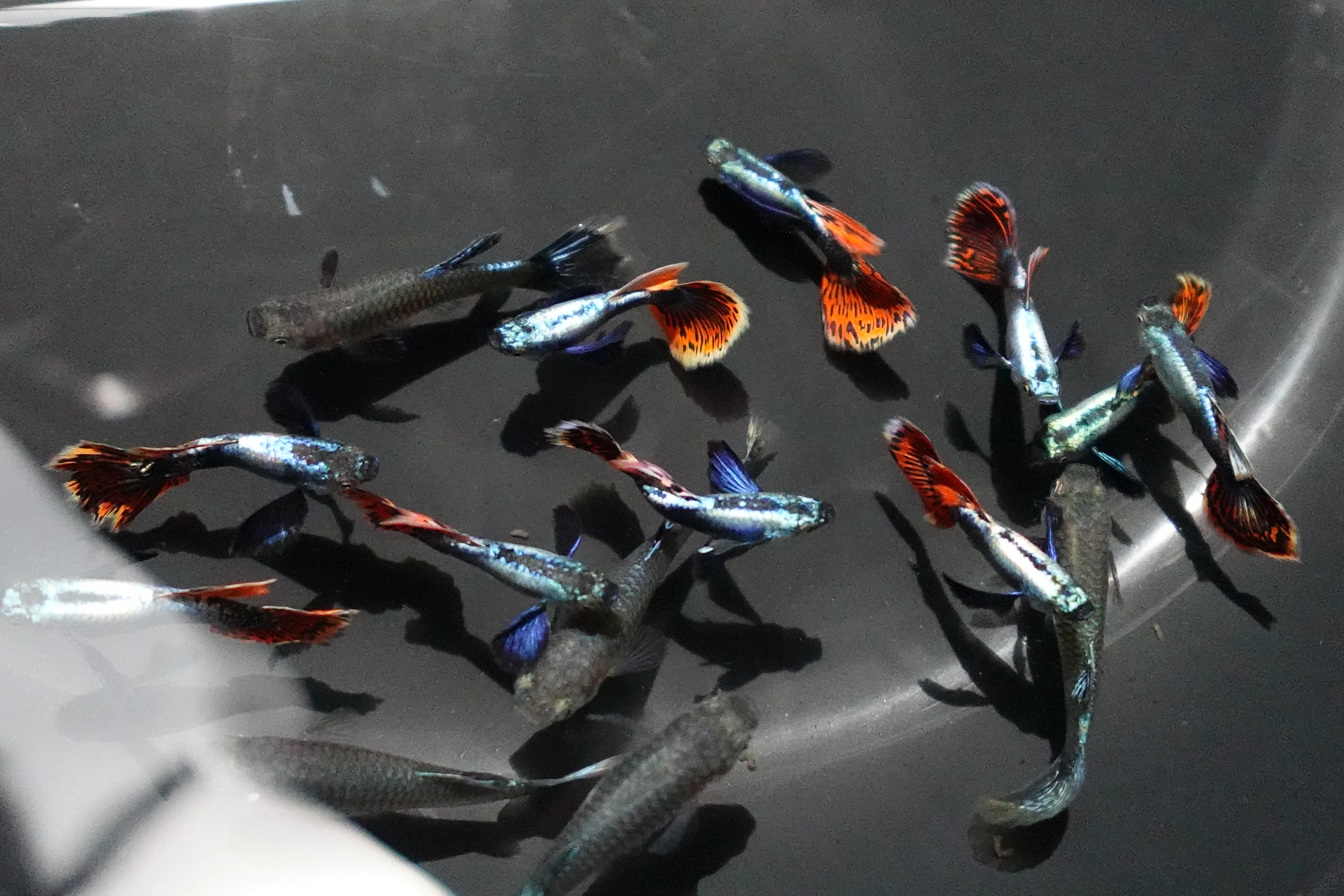 Dumbo Ear Red Mosaic Guppy Fish - Image 3
