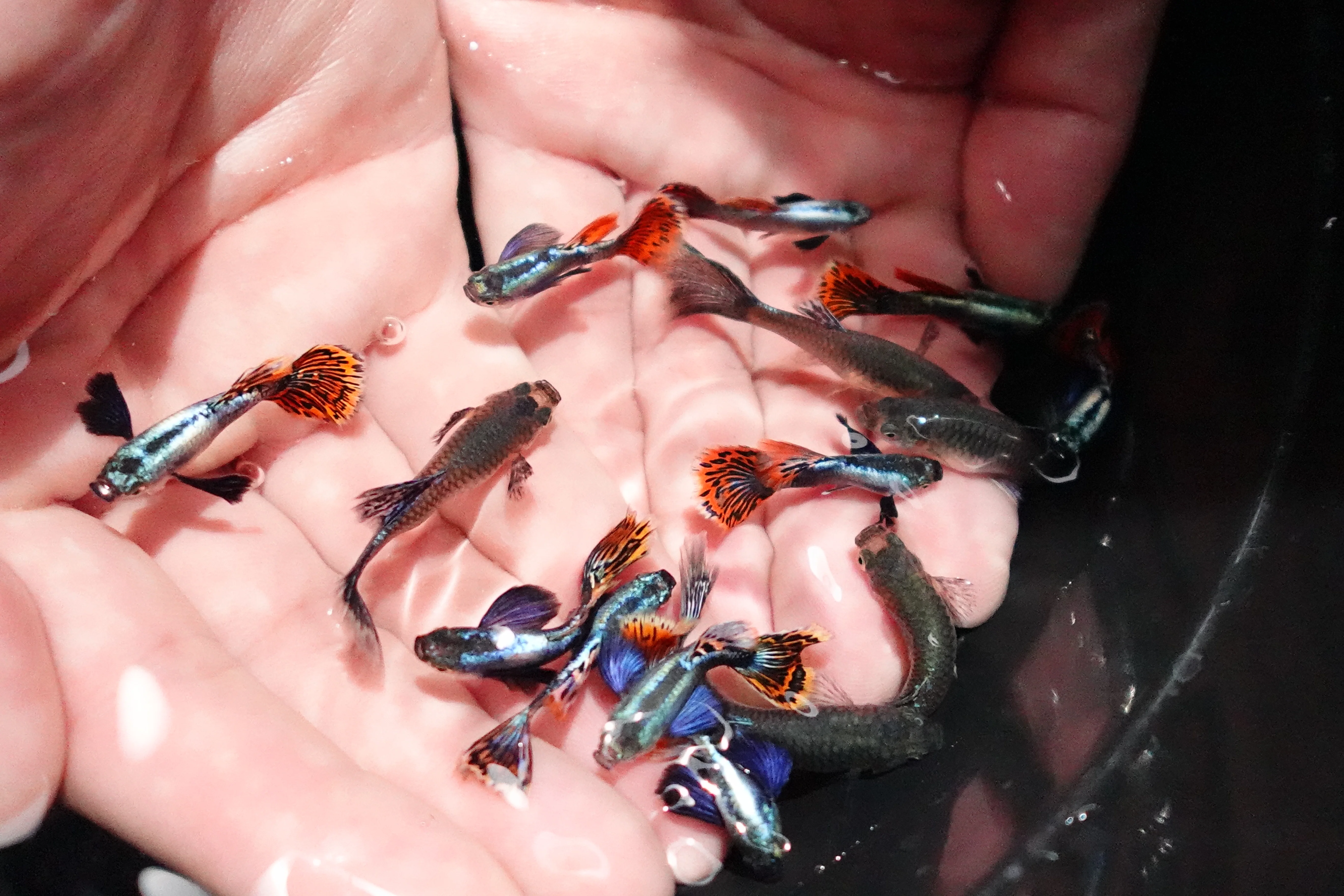 Dumbo Ear Red Mosaic Guppy Fish - Image 5