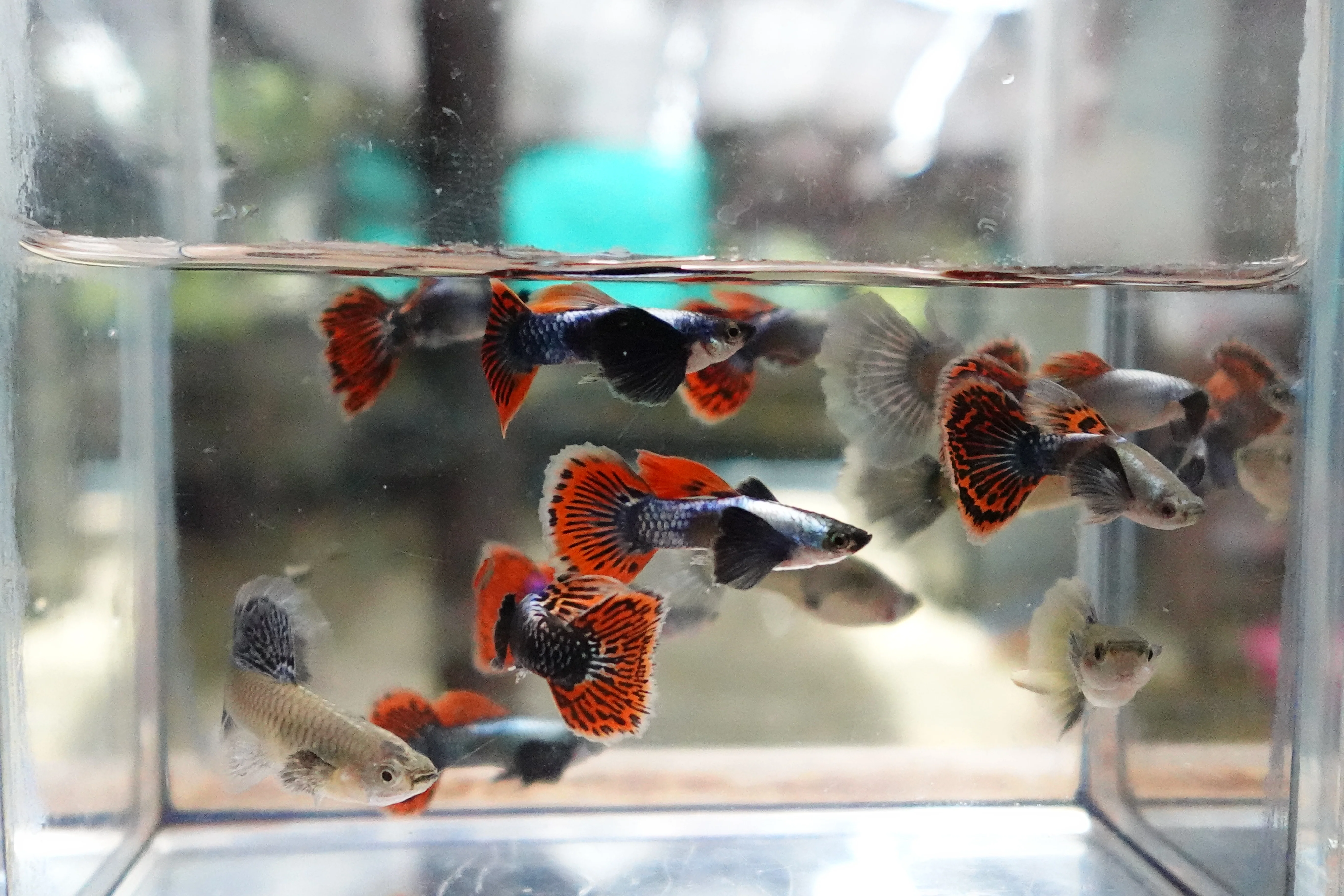Dumbo Ear Red Mosaic Guppy Fish - Image 7
