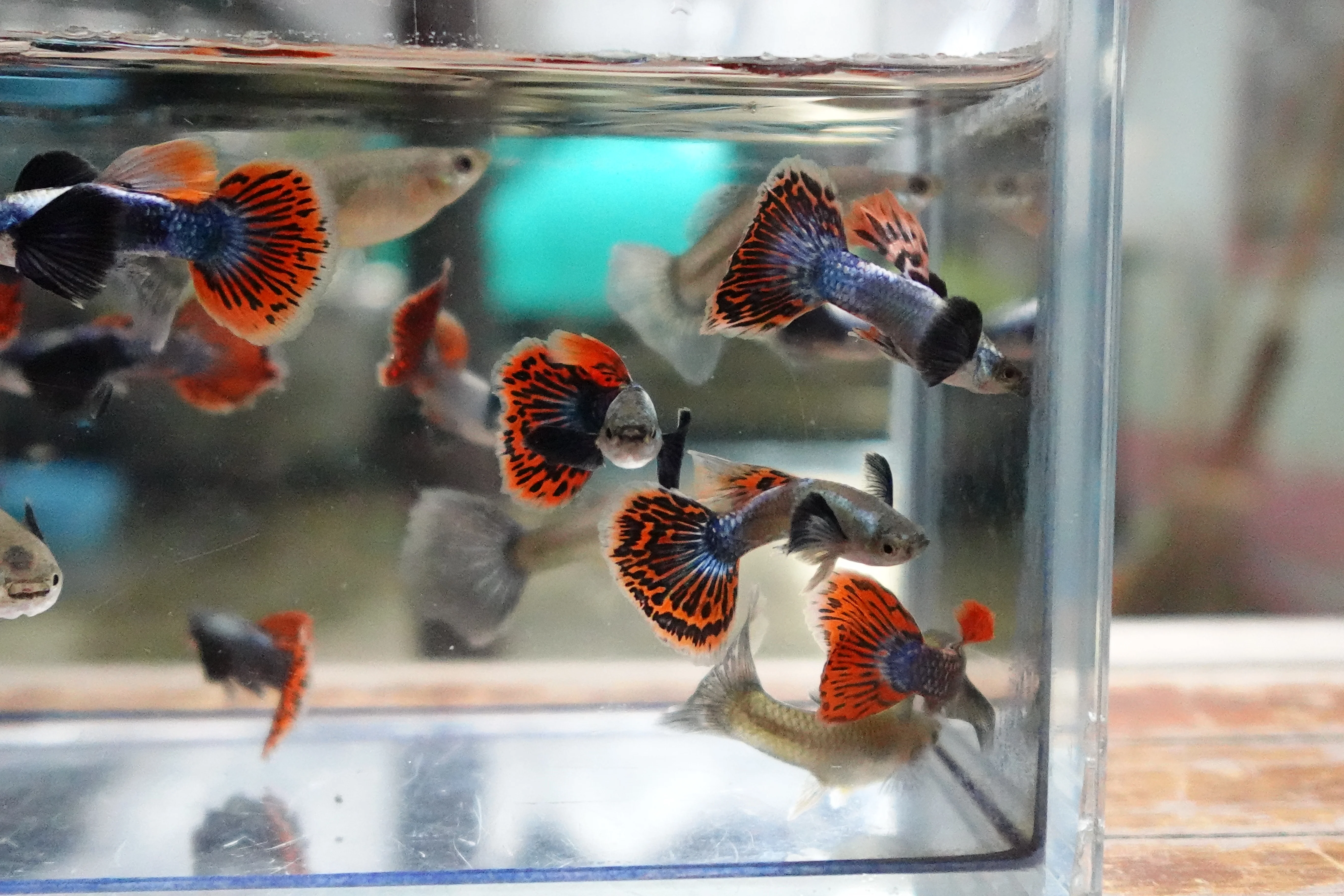 Dumbo Ear Red Mosaic Guppy Fish - Image 8