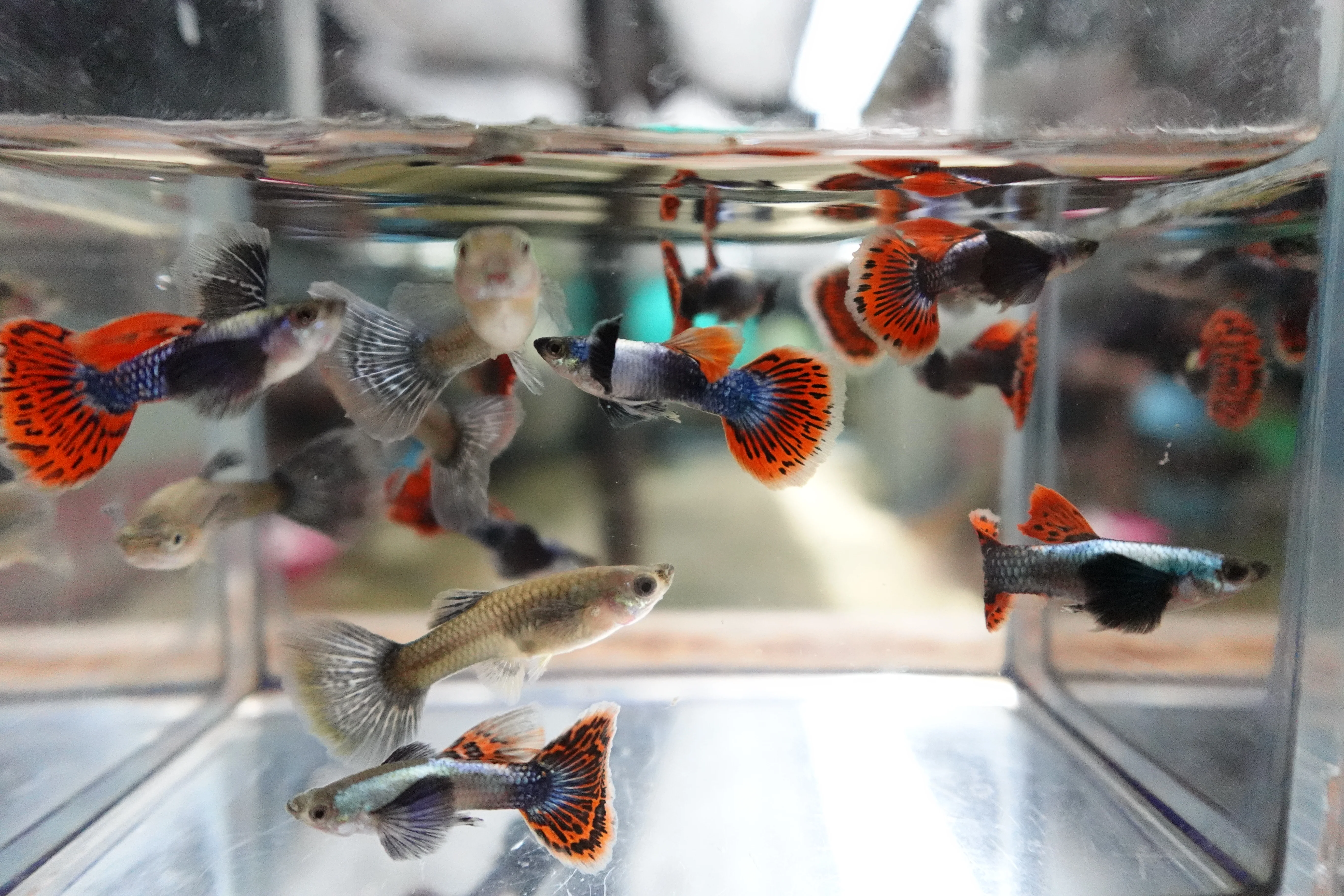 Dumbo Ear Red Mosaic Guppy Fish - Image 9