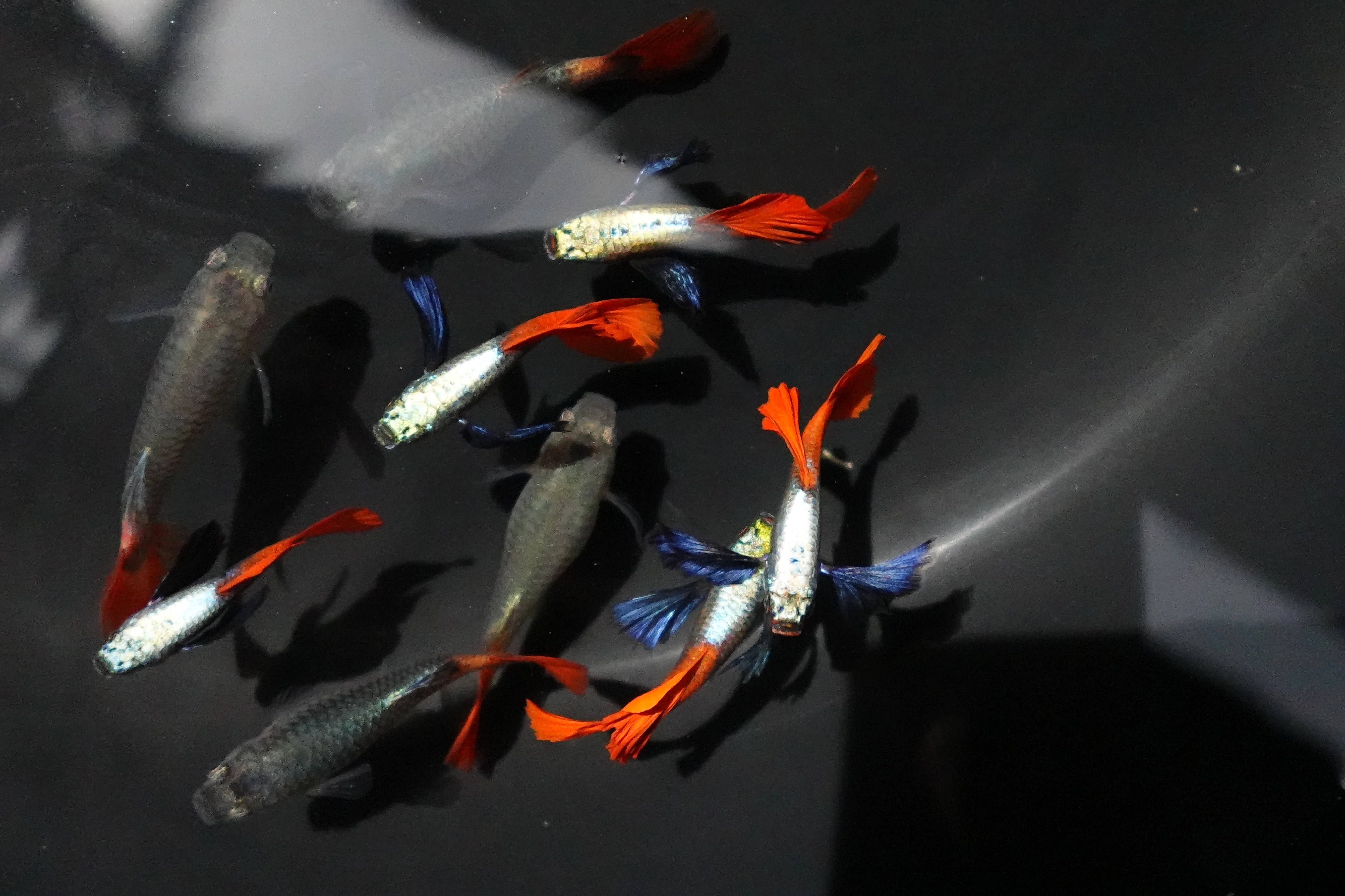 Dumbo Ear Red Tail Guppy Fish - Image 3