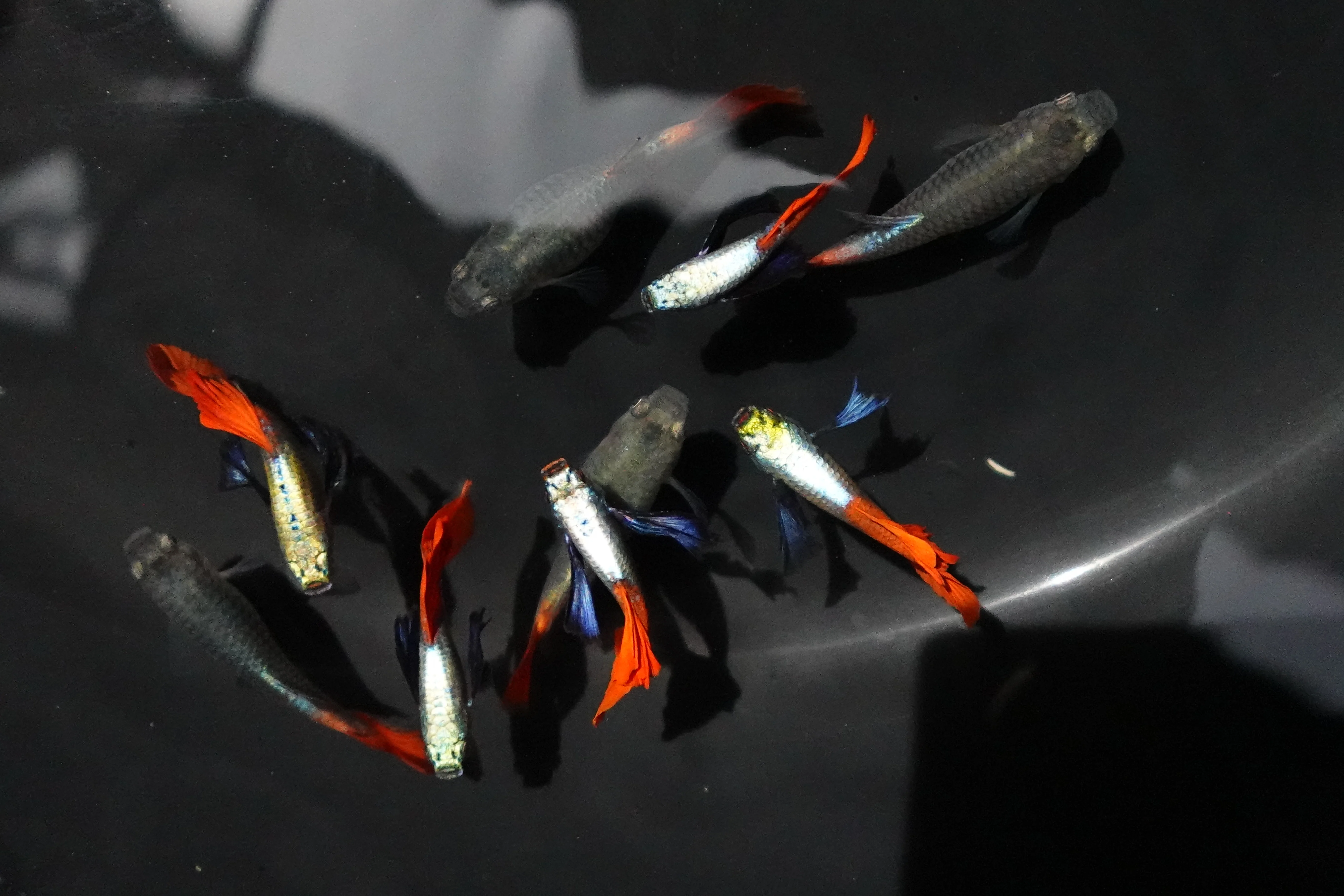 Dumbo Ear Red Tail Guppy Fish - Image 4