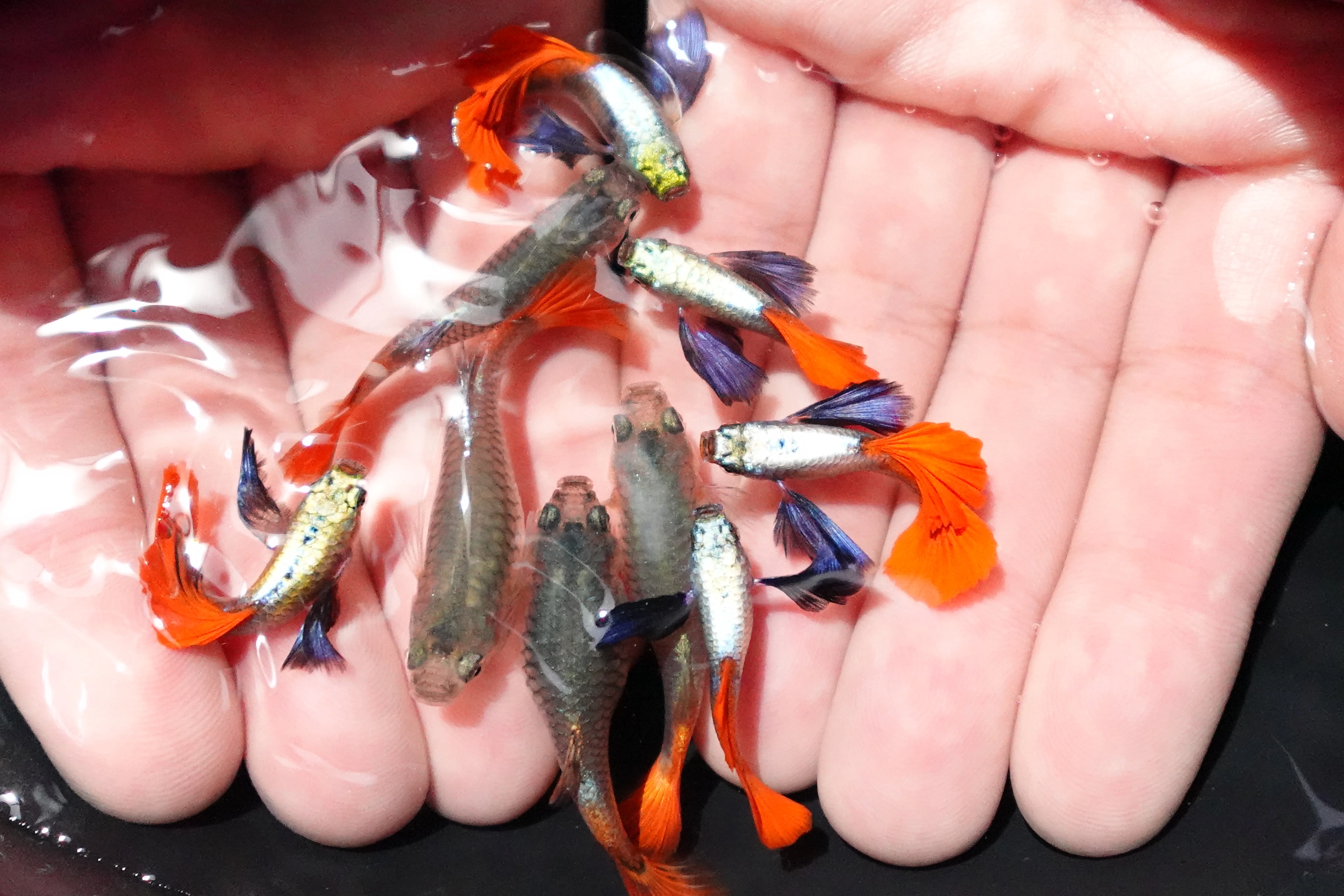 Dumbo Ear Red Tail Guppy Fish - Image 5