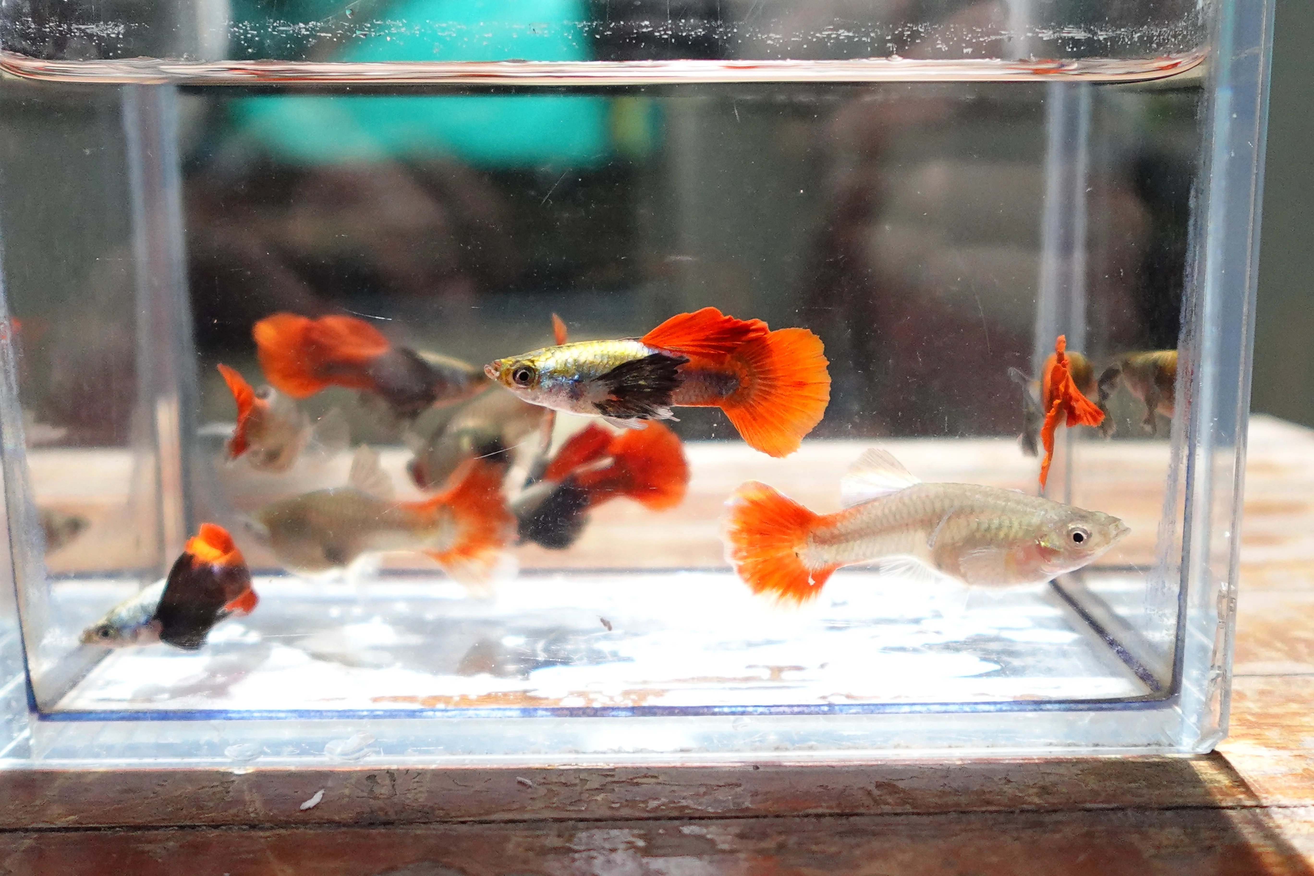 Dumbo Ear Red Tail Guppy Fish - Image 6