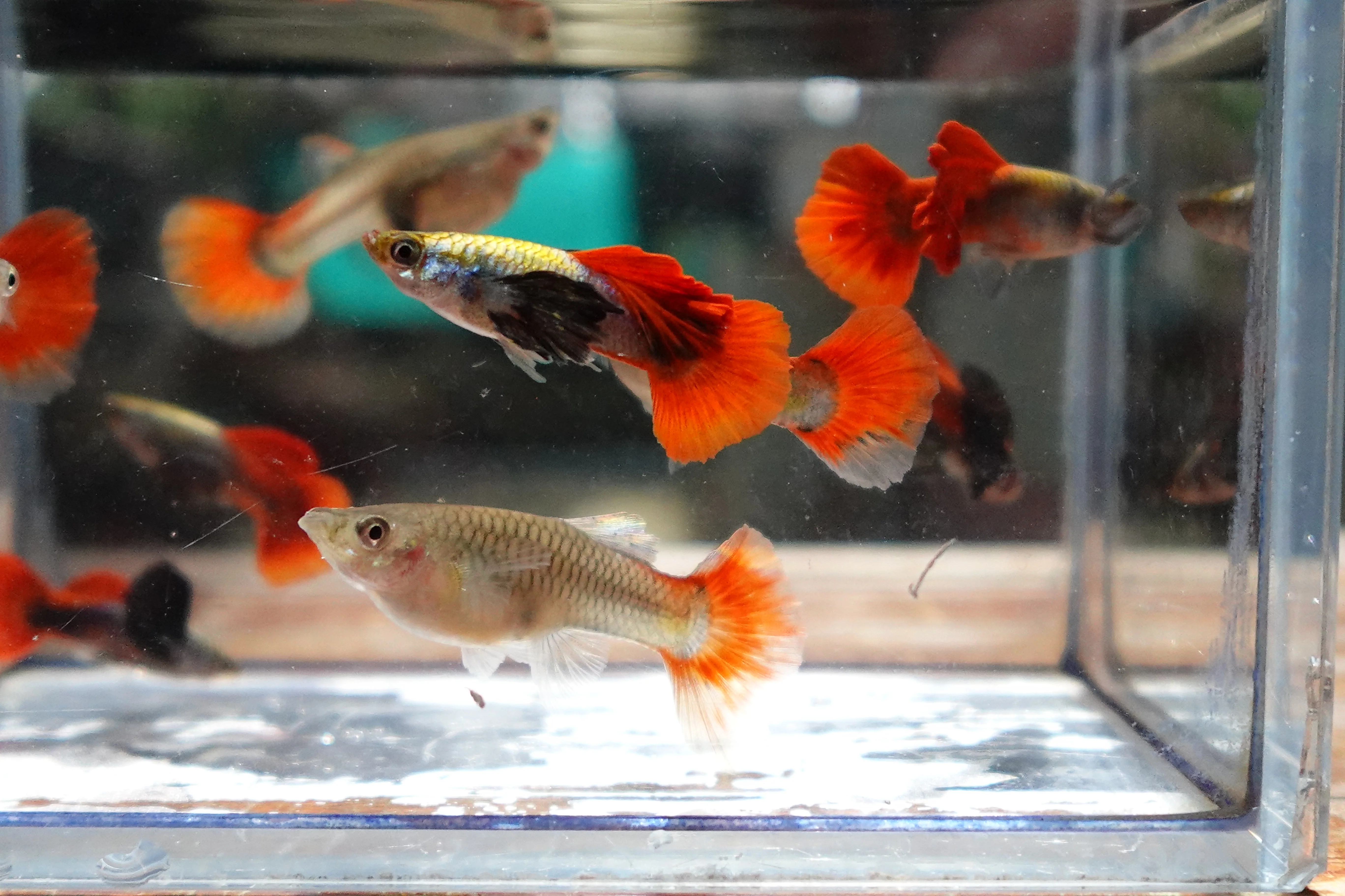 Dumbo Ear Red Tail Guppy Fish - Image 7