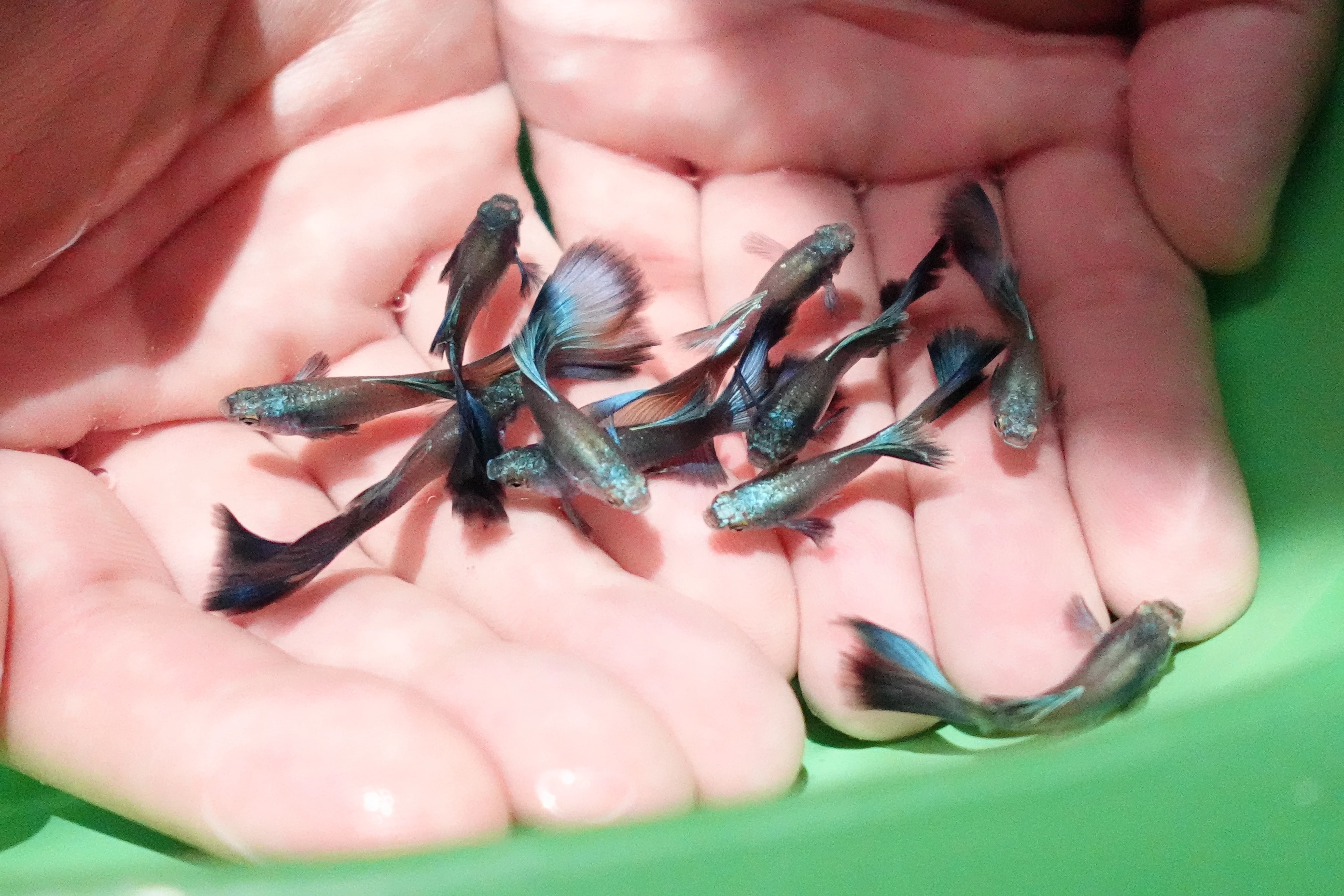Electric Blue Moscow Guppy Fish - Image 3