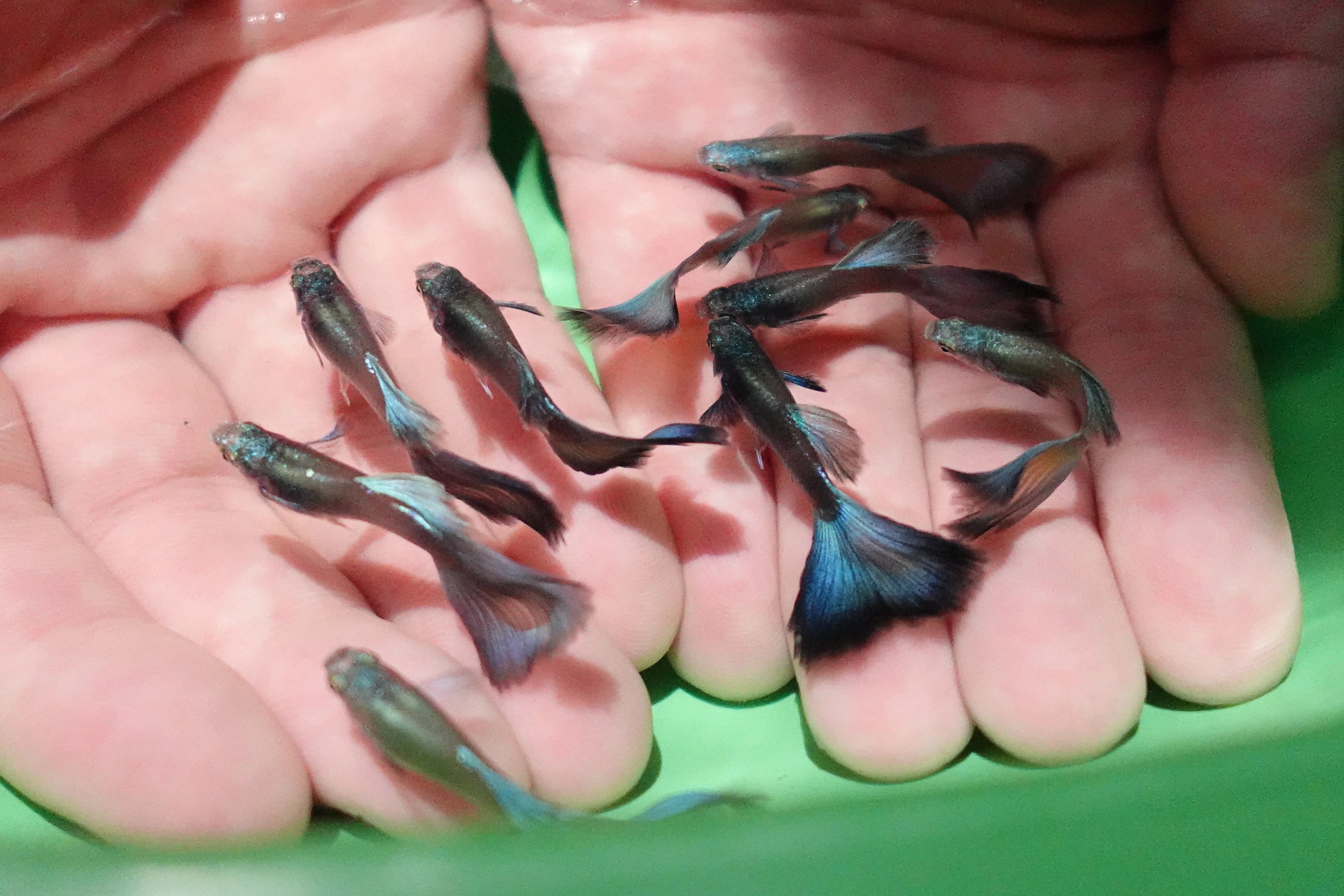 Electric Blue Moscow Guppy Fish - Image 4
