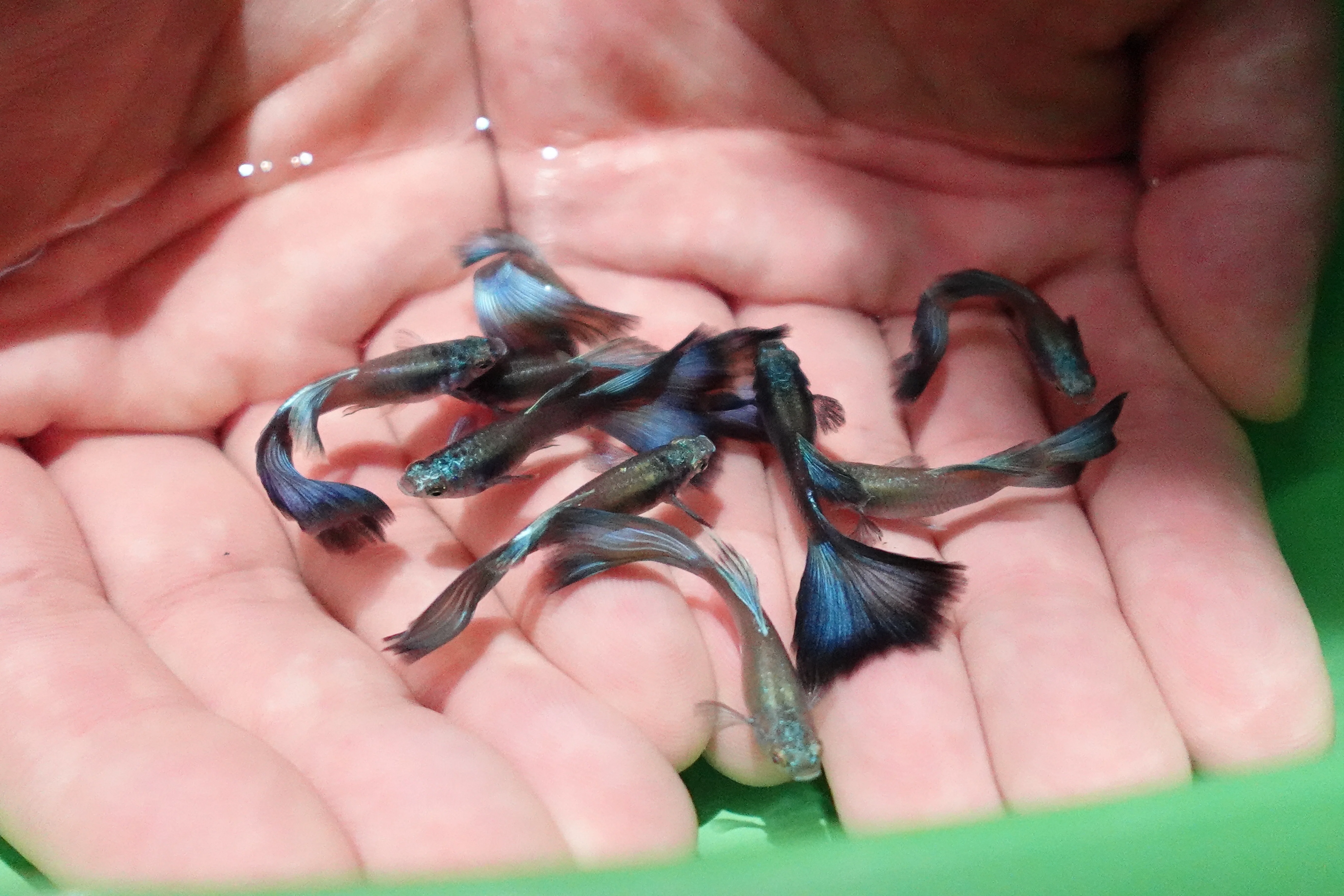 Electric Blue Moscow Guppy Fish - Image 5
