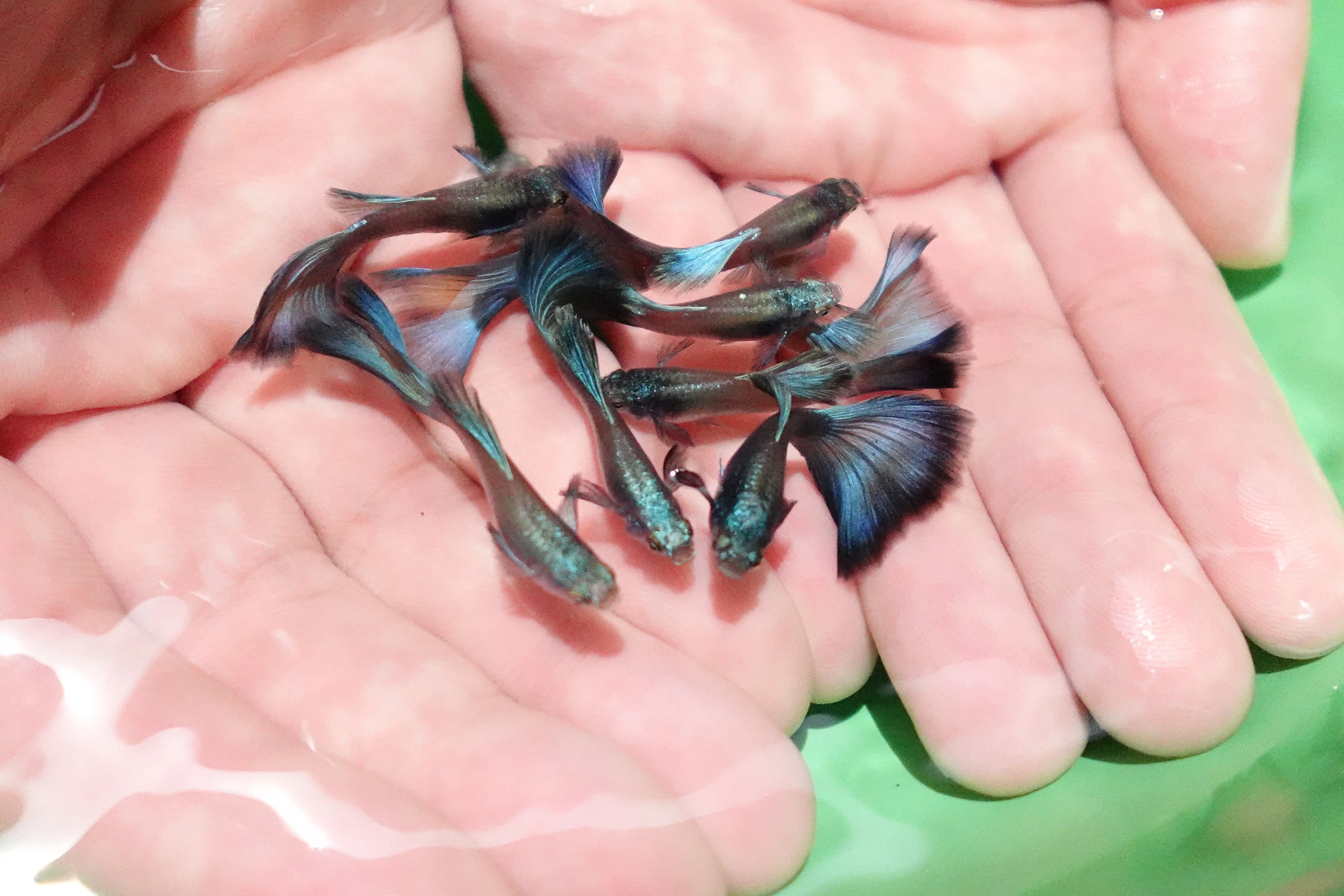 Electric Blue Moscow Guppy Fish - Image 6