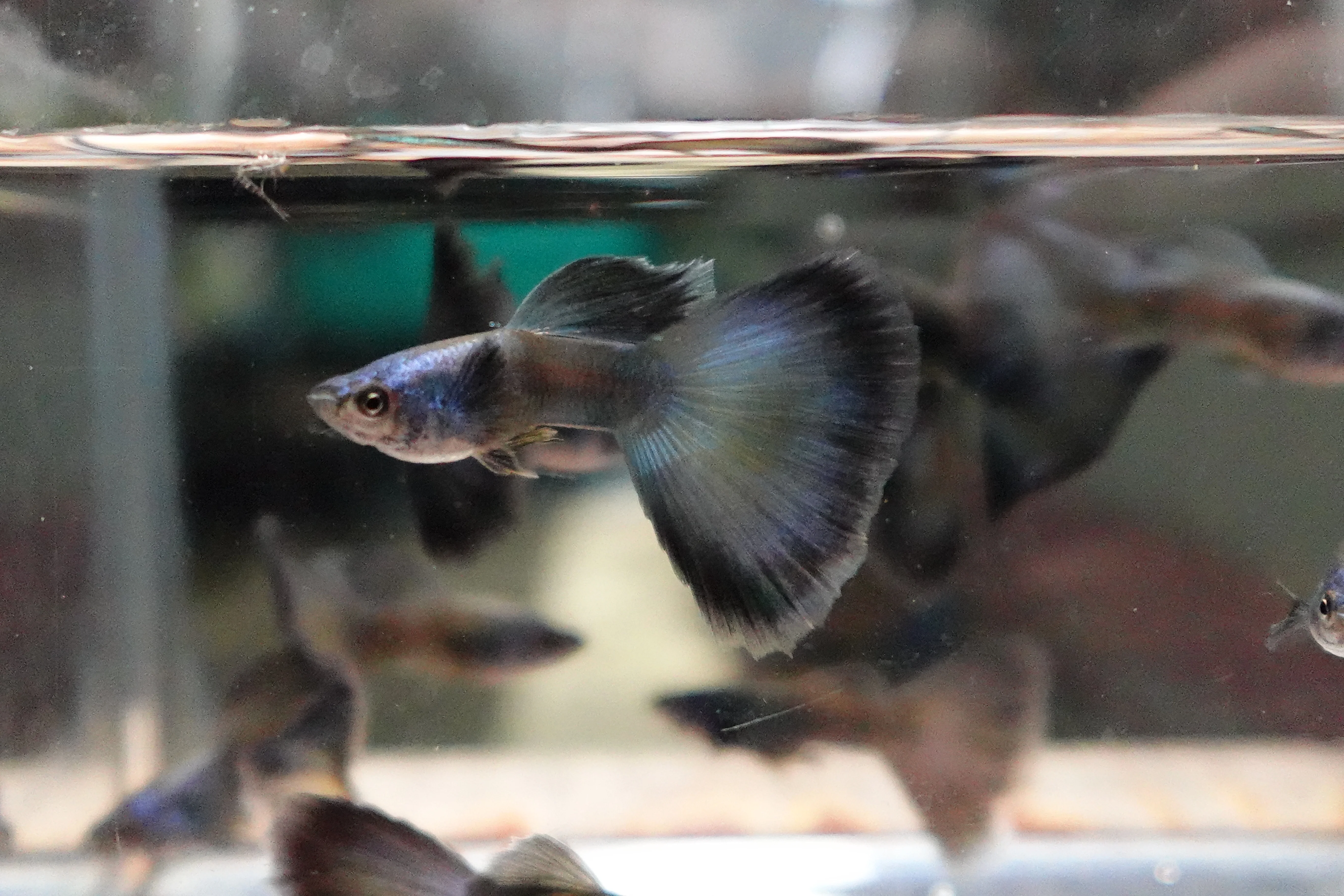 Electric Blue Moscow Guppy Fish - Image 7