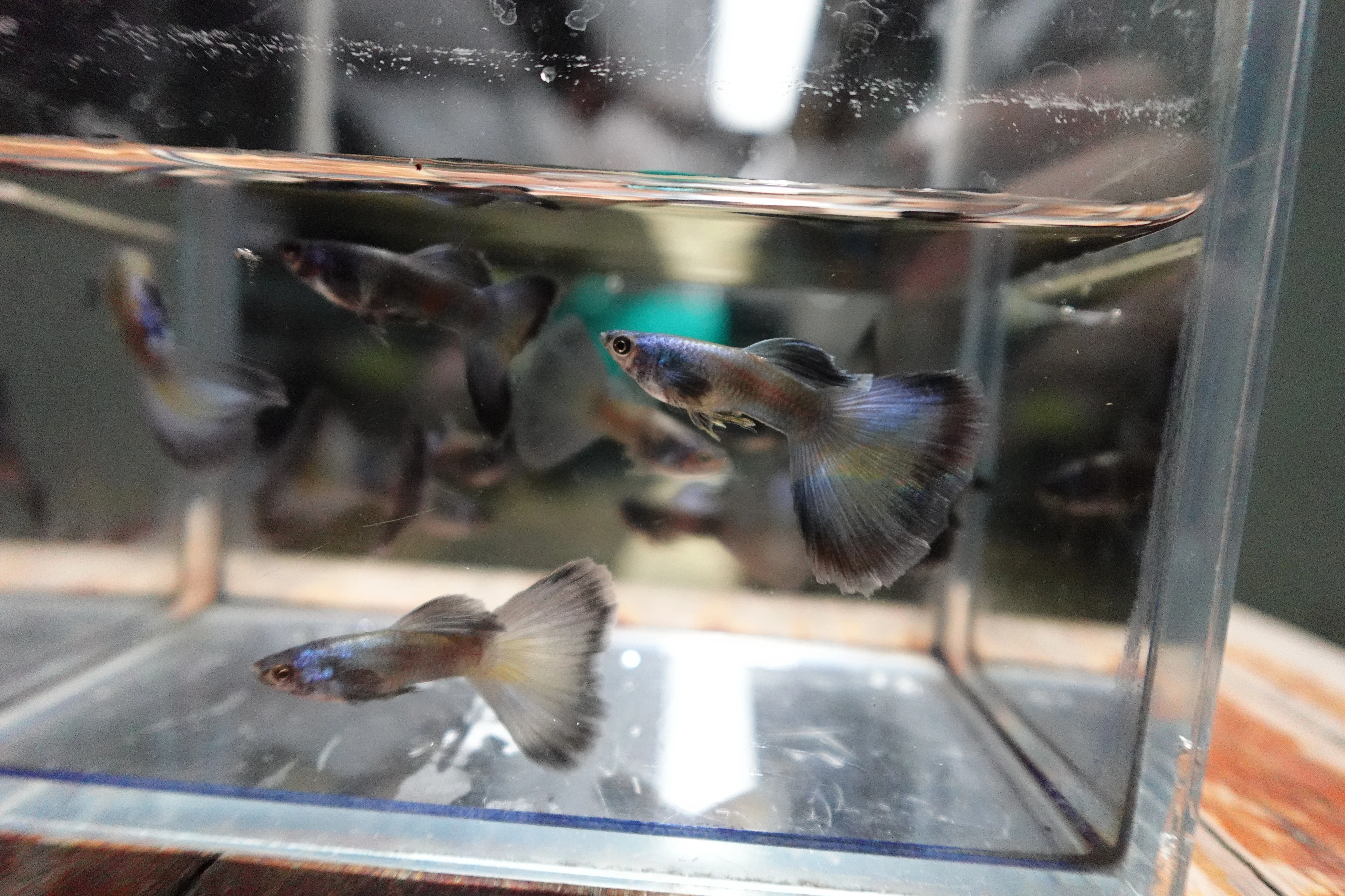 Electric Blue Moscow Guppy Fish - Image 8