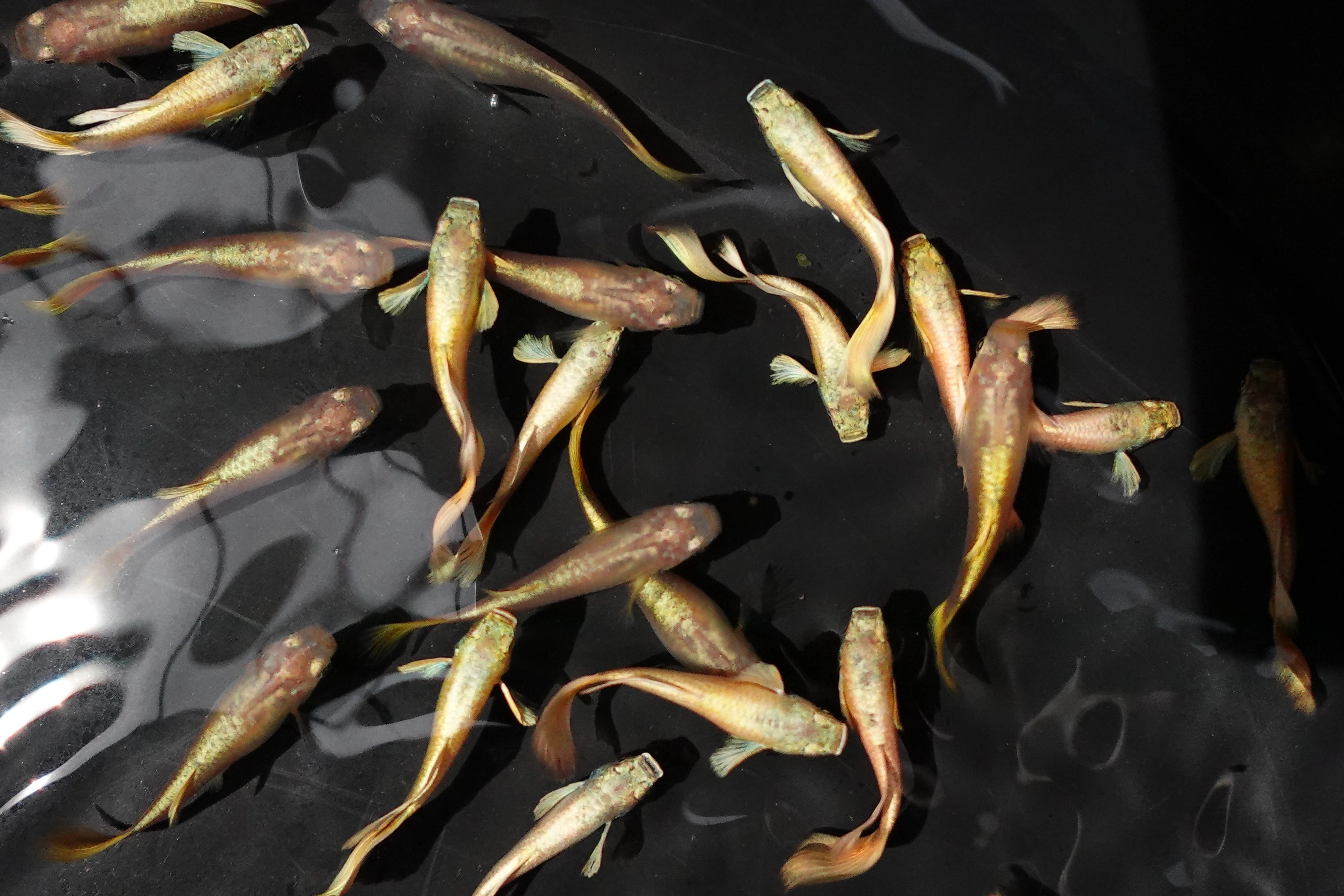 Full Gold 24K Guppy Fish - Image 3
