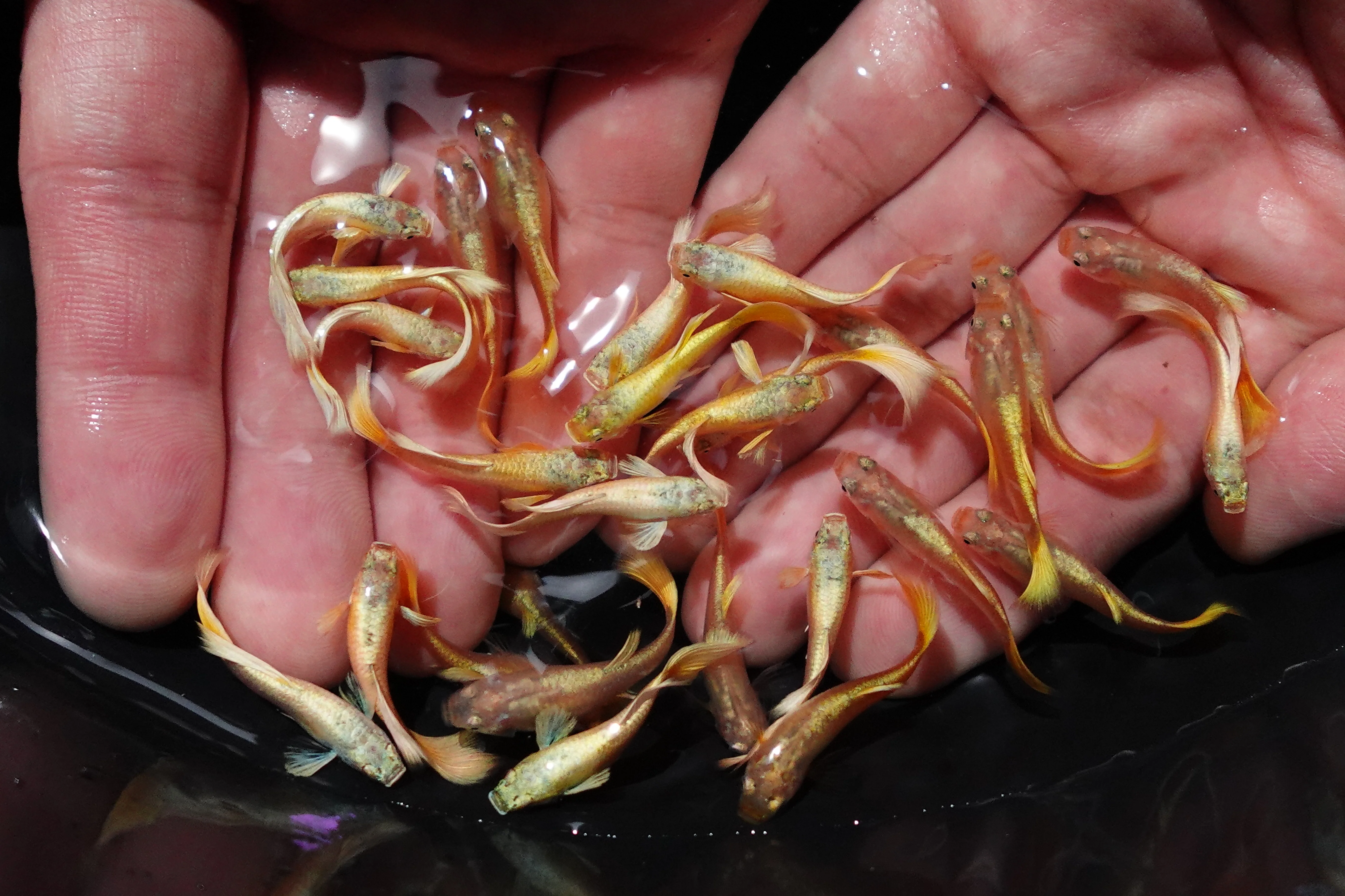Full Gold 24K Guppy Fish - Image 4