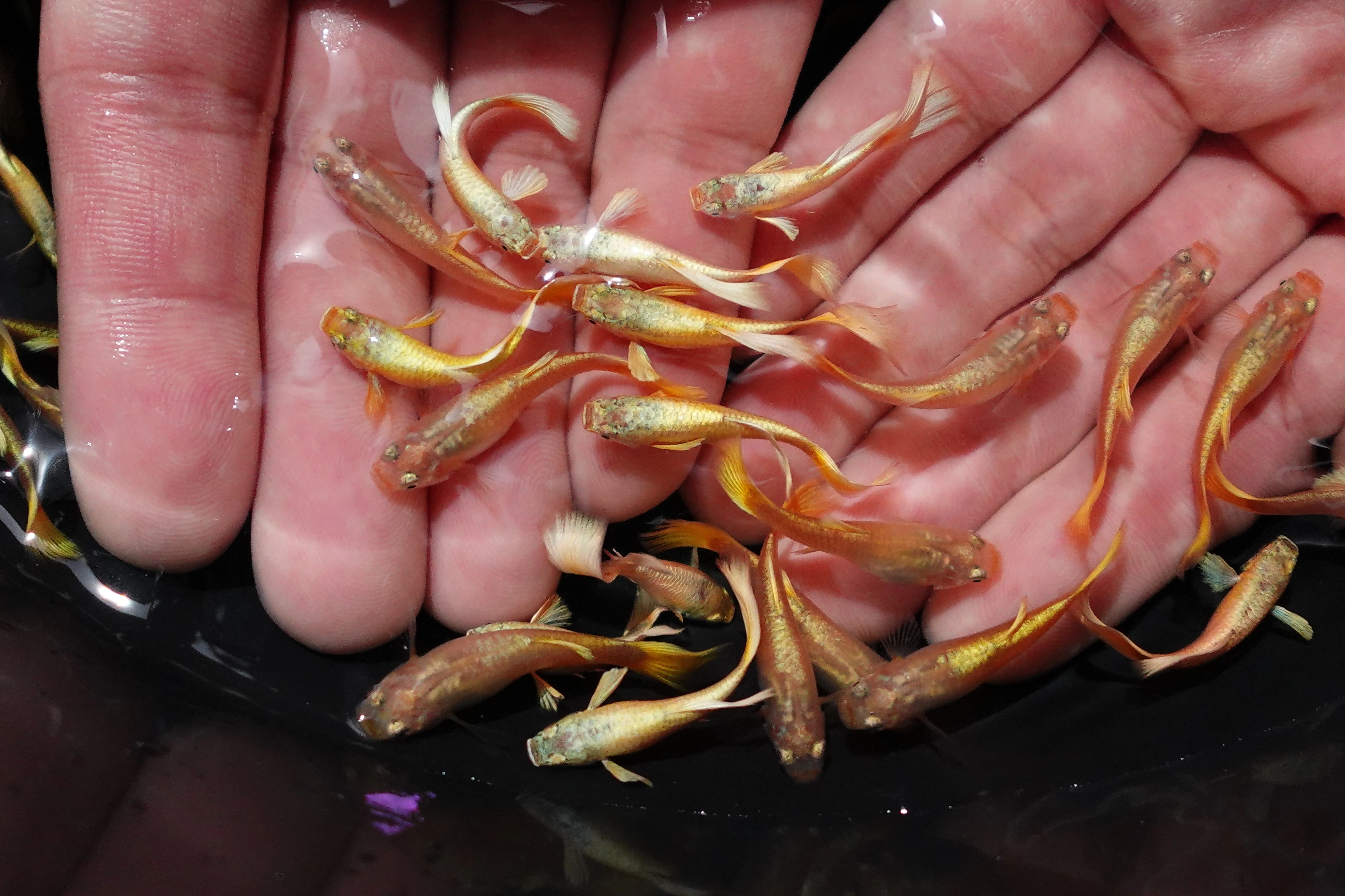 Full Gold 24K Guppy Fish - Image 5