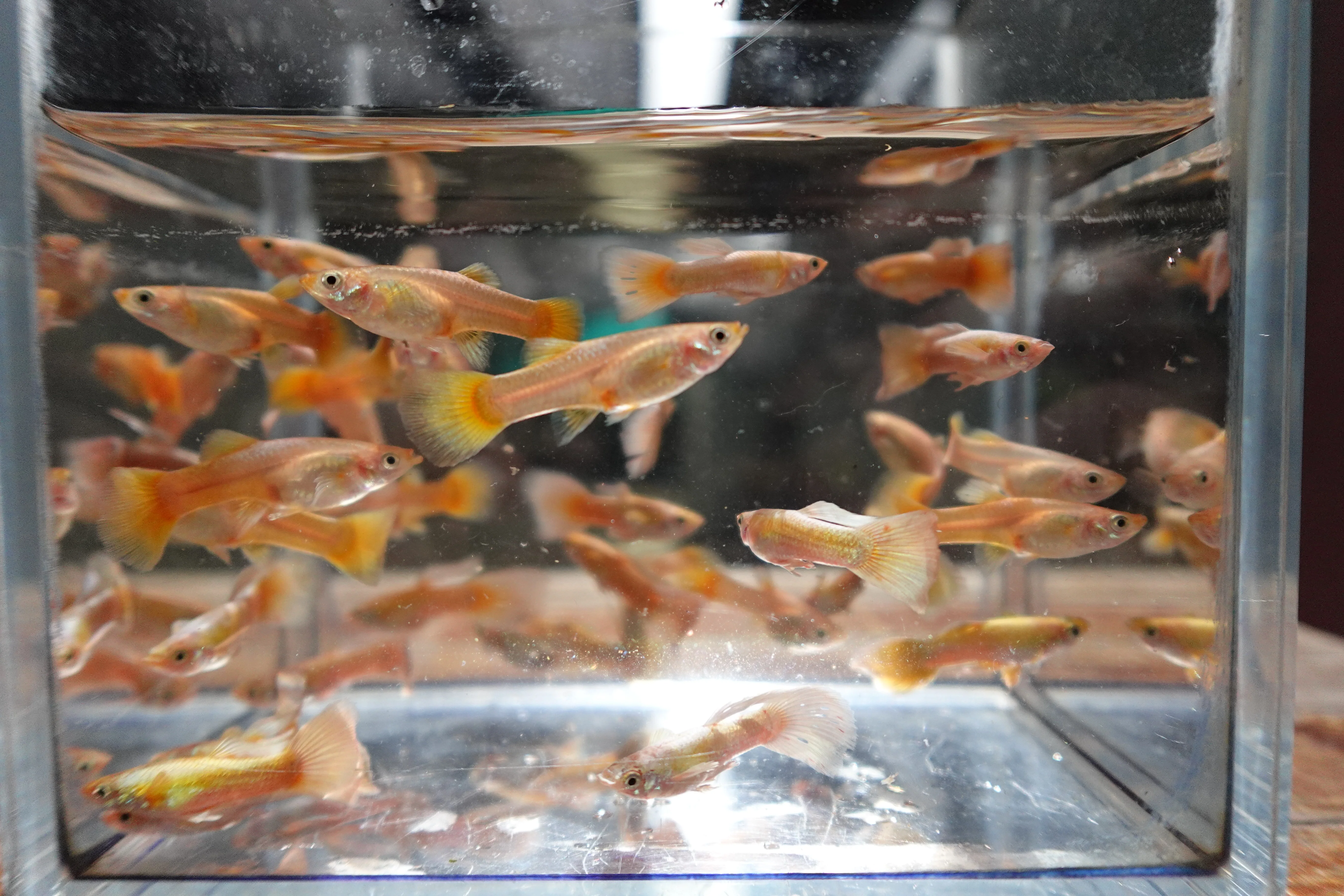 Full Gold 24K Guppy Fish - Image 6
