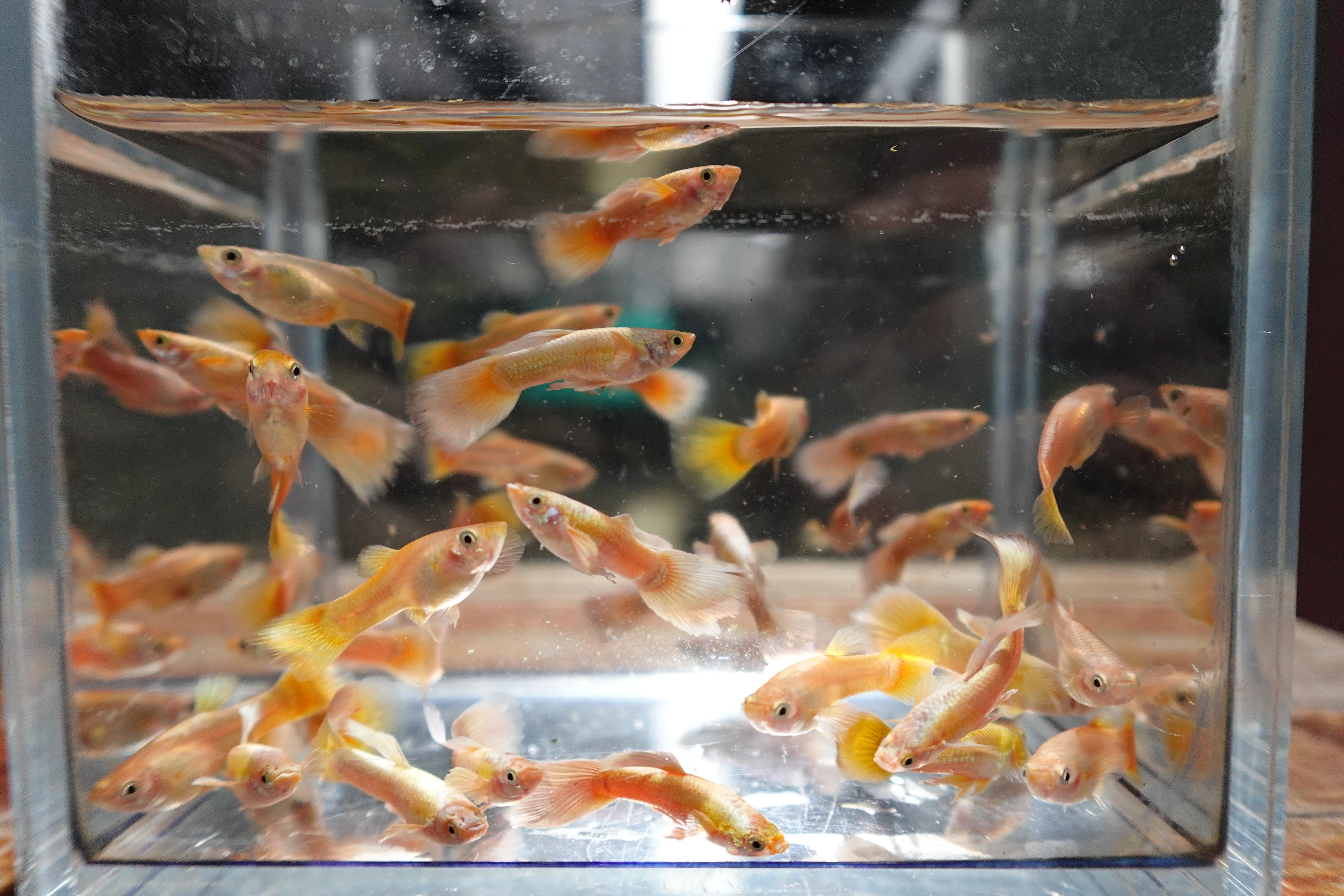 Full Gold 24K Guppy Fish - Image 7