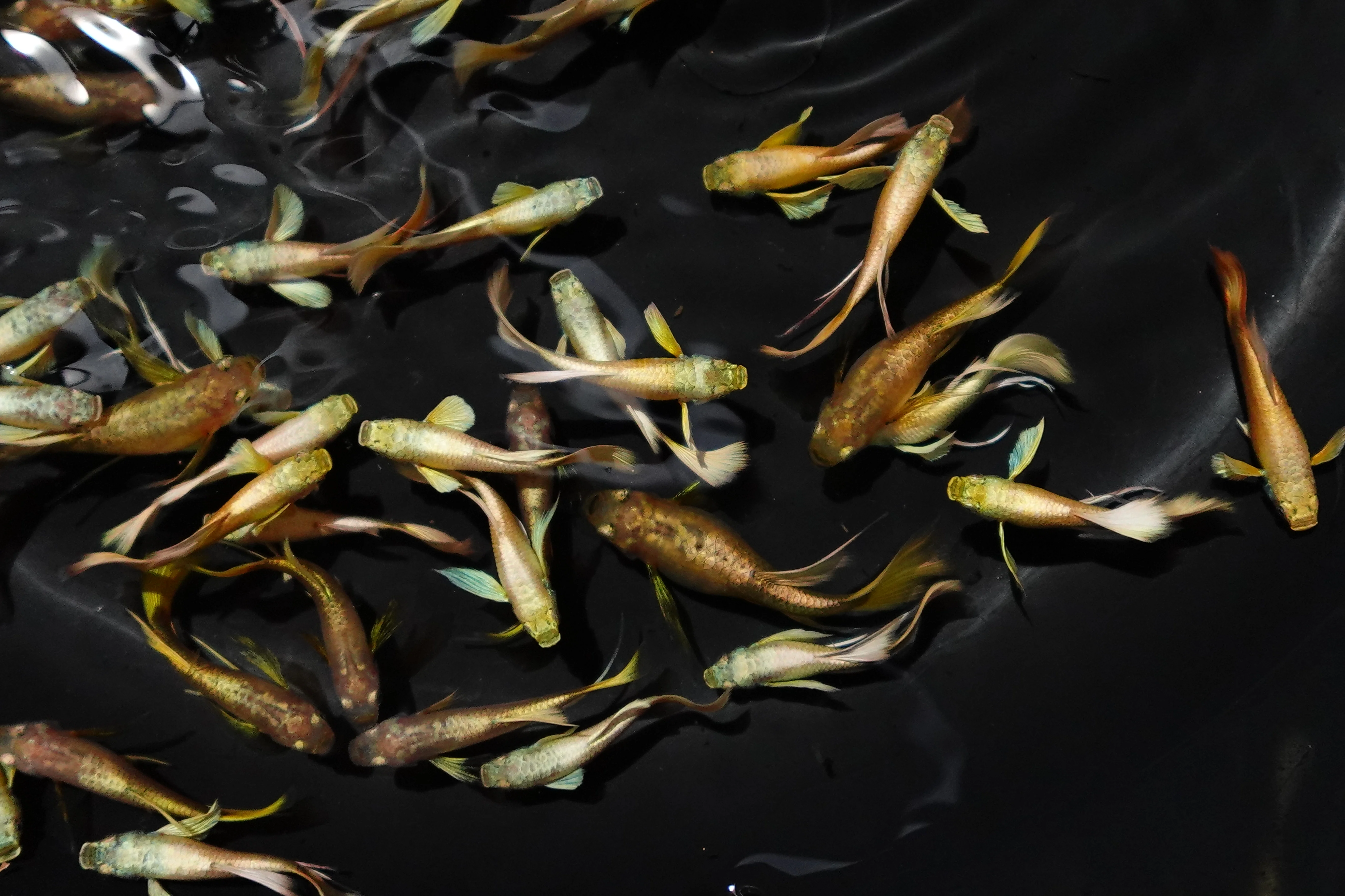 Full Gold 24K Ribbon Fin Guppy Fish - Image 3