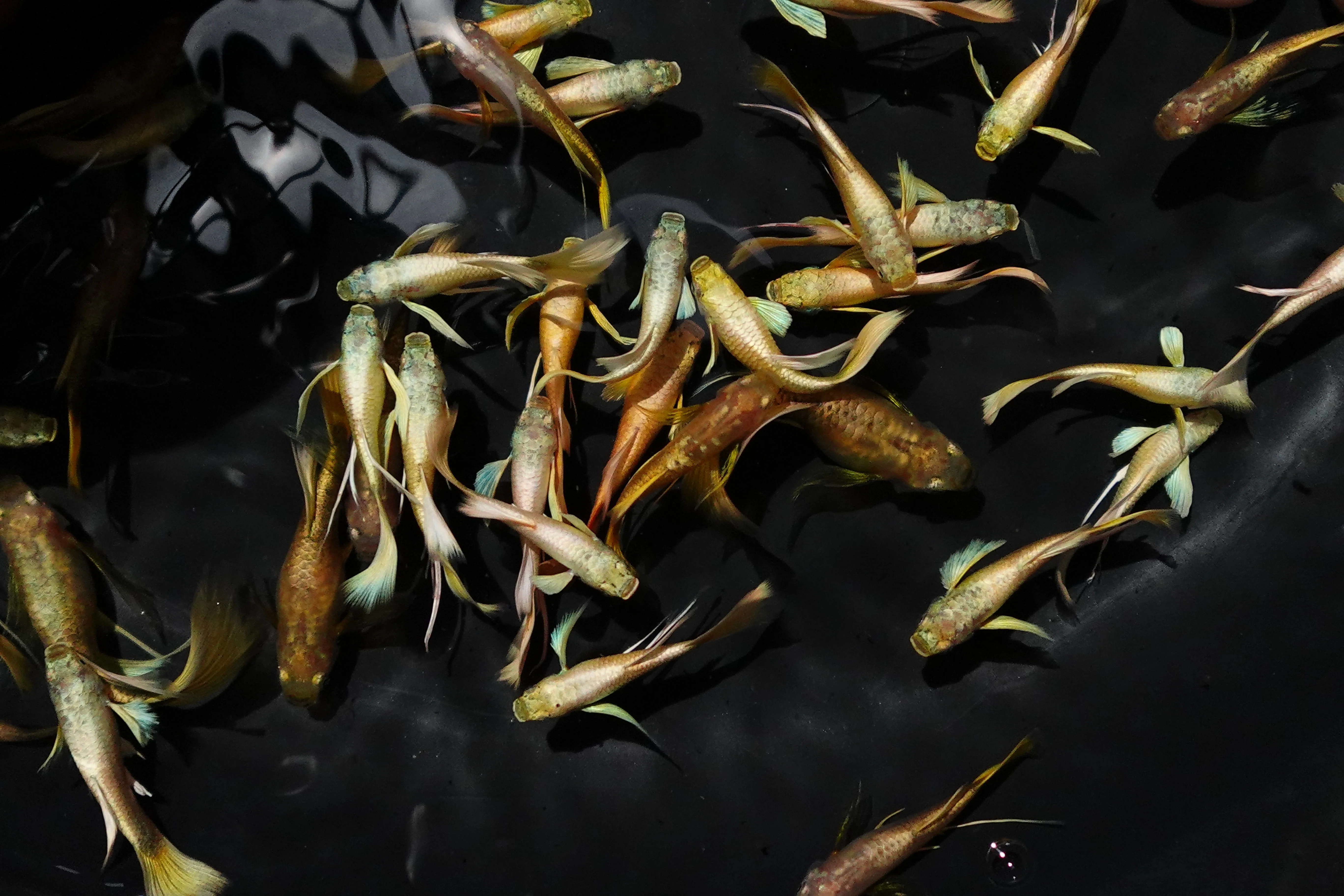 Full Gold 24K Ribbon Fin Guppy Fish - Image 4
