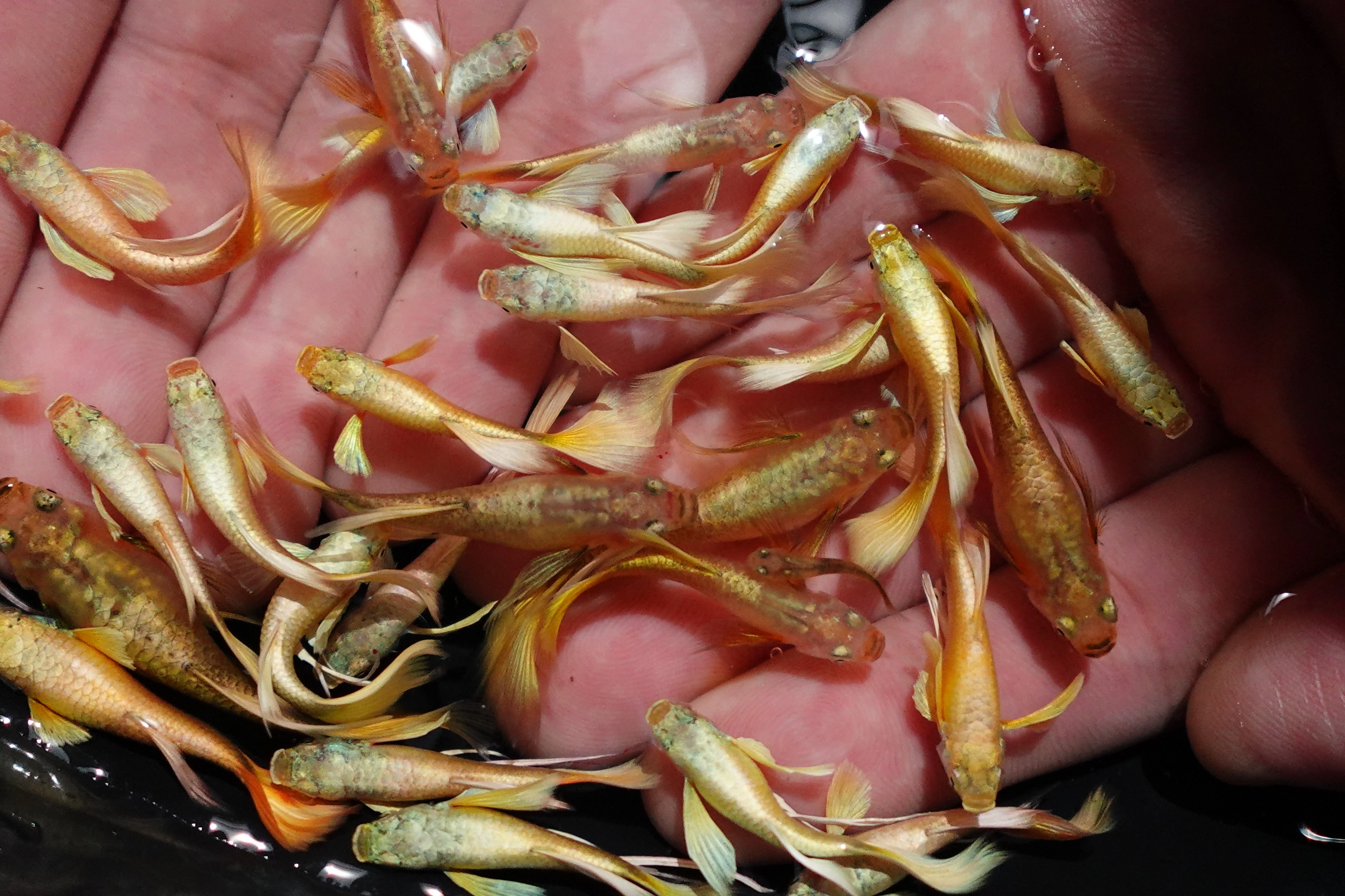 Full Gold 24K Ribbon Fin Guppy Fish - Image 5