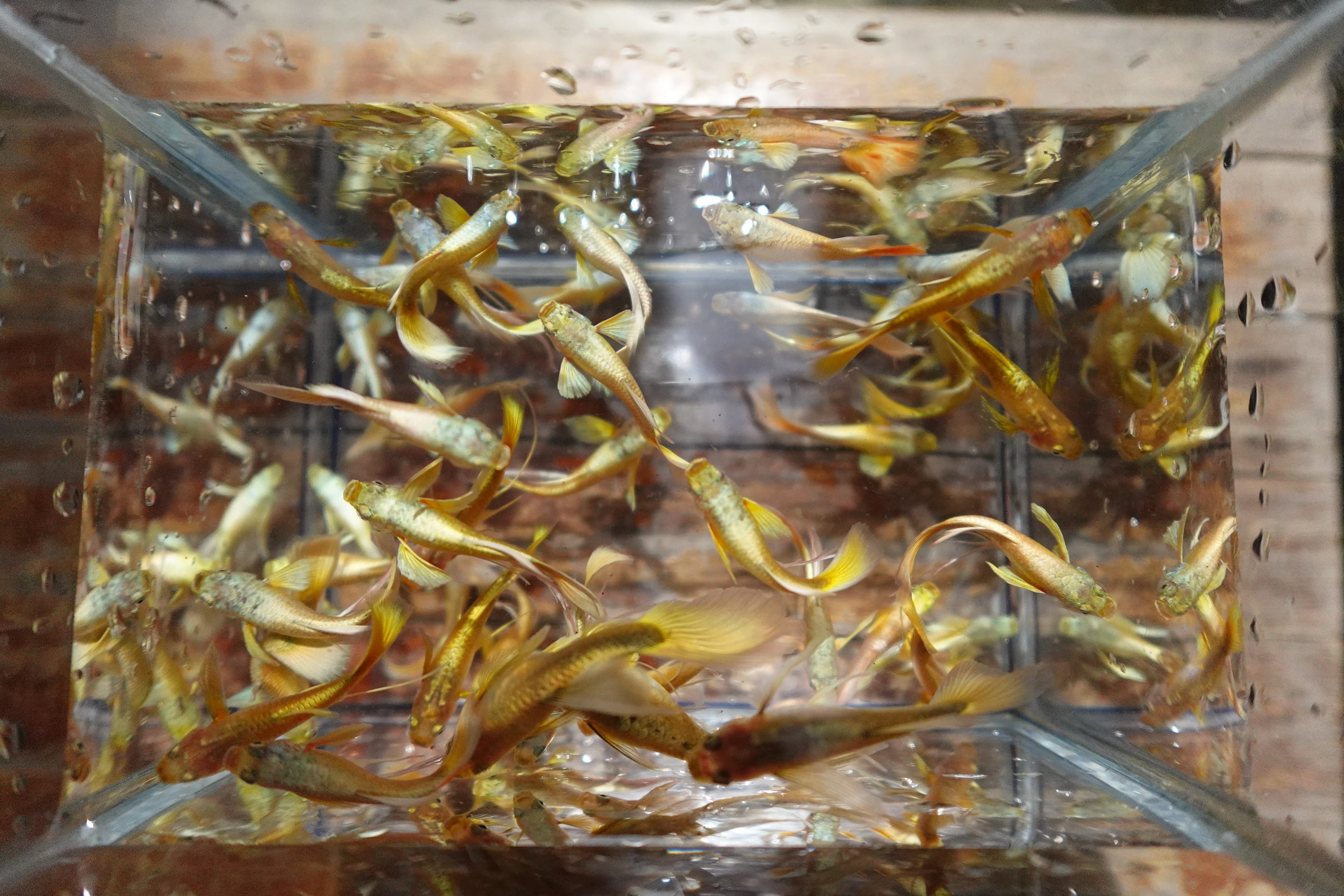 Full Gold 24K Ribbon Fin Guppy Fish - Image 6