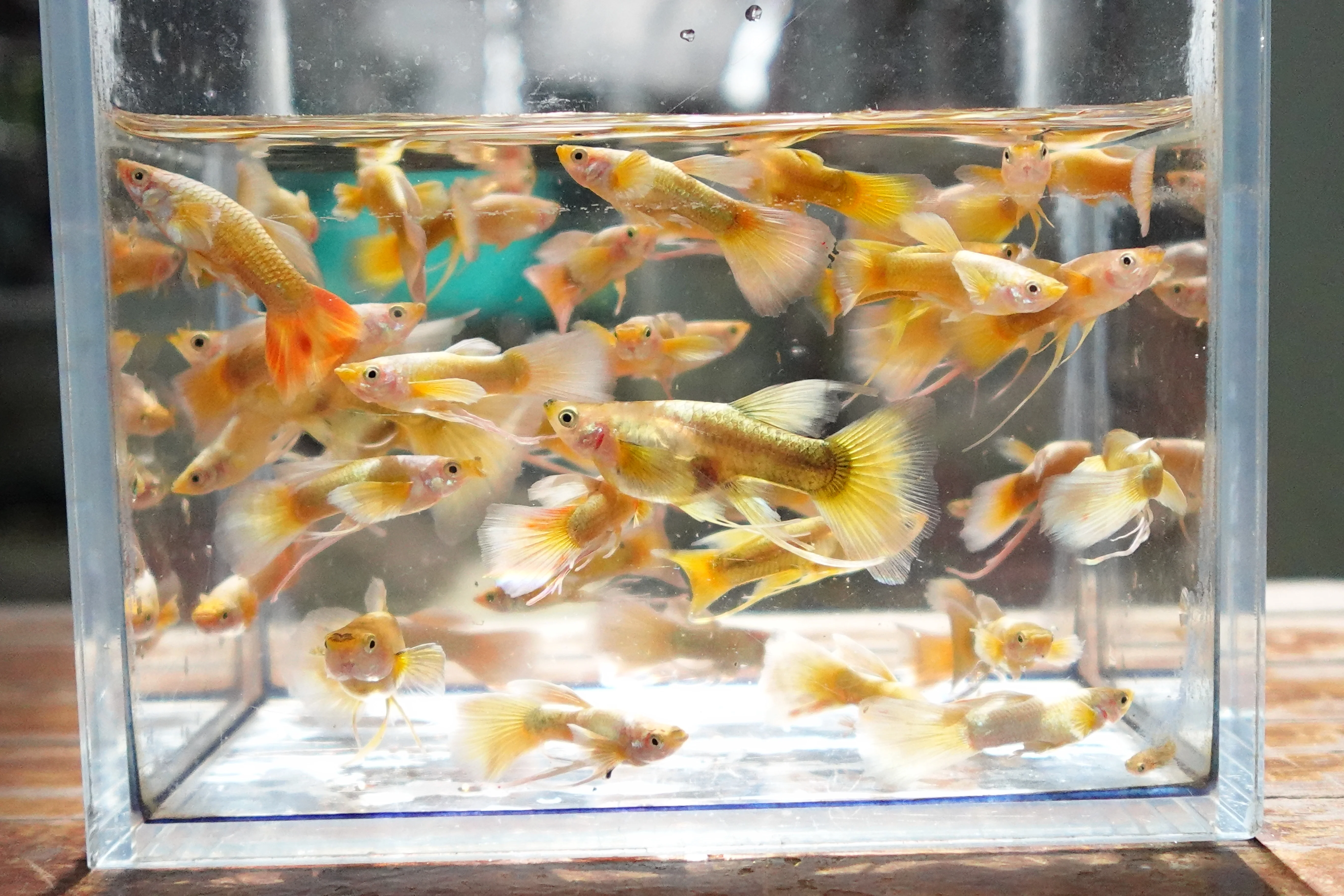 Full Gold 24K Ribbon Fin Guppy Fish - Image 7