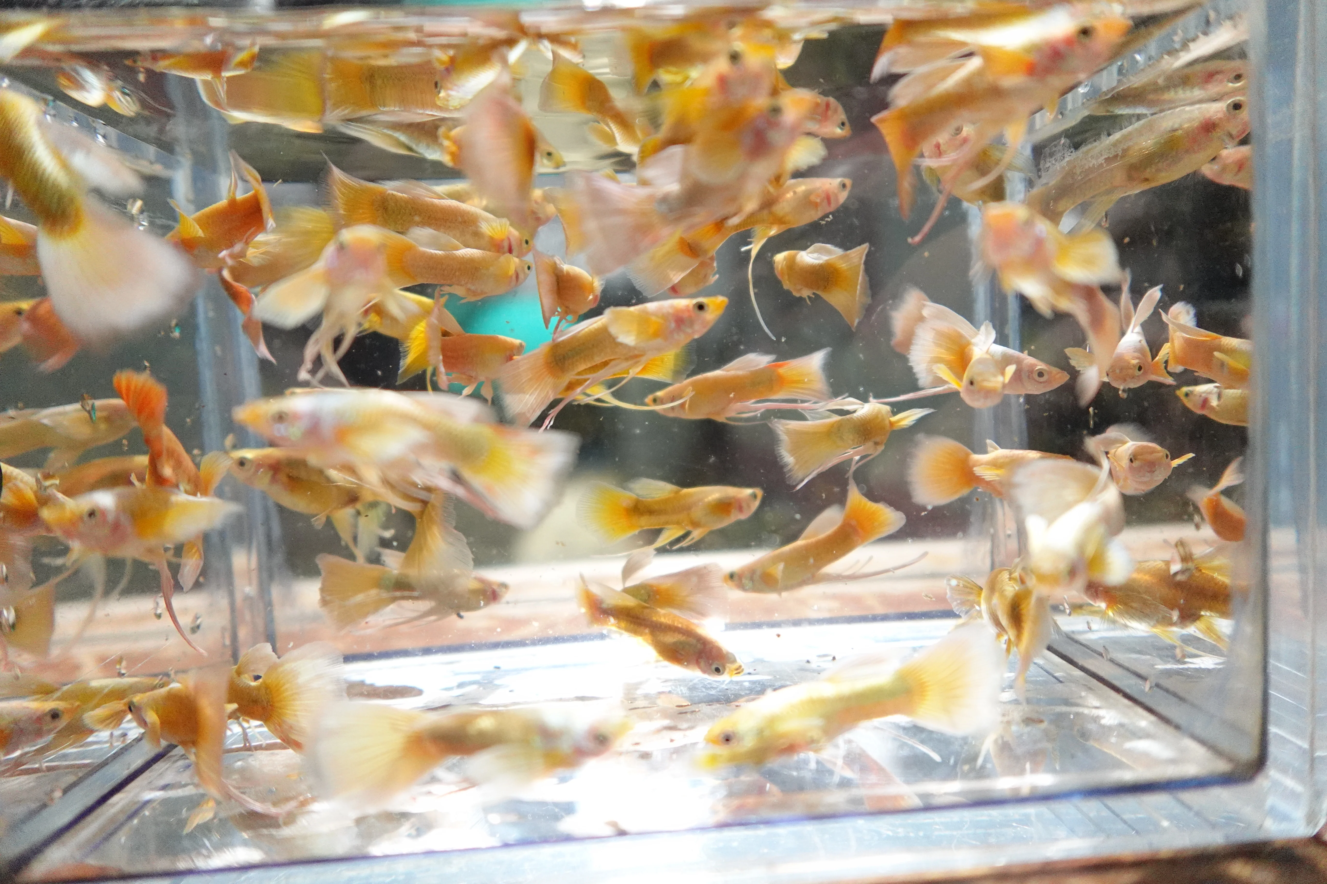 Full Gold 24K Ribbon Fin Guppy Fish - Image 8