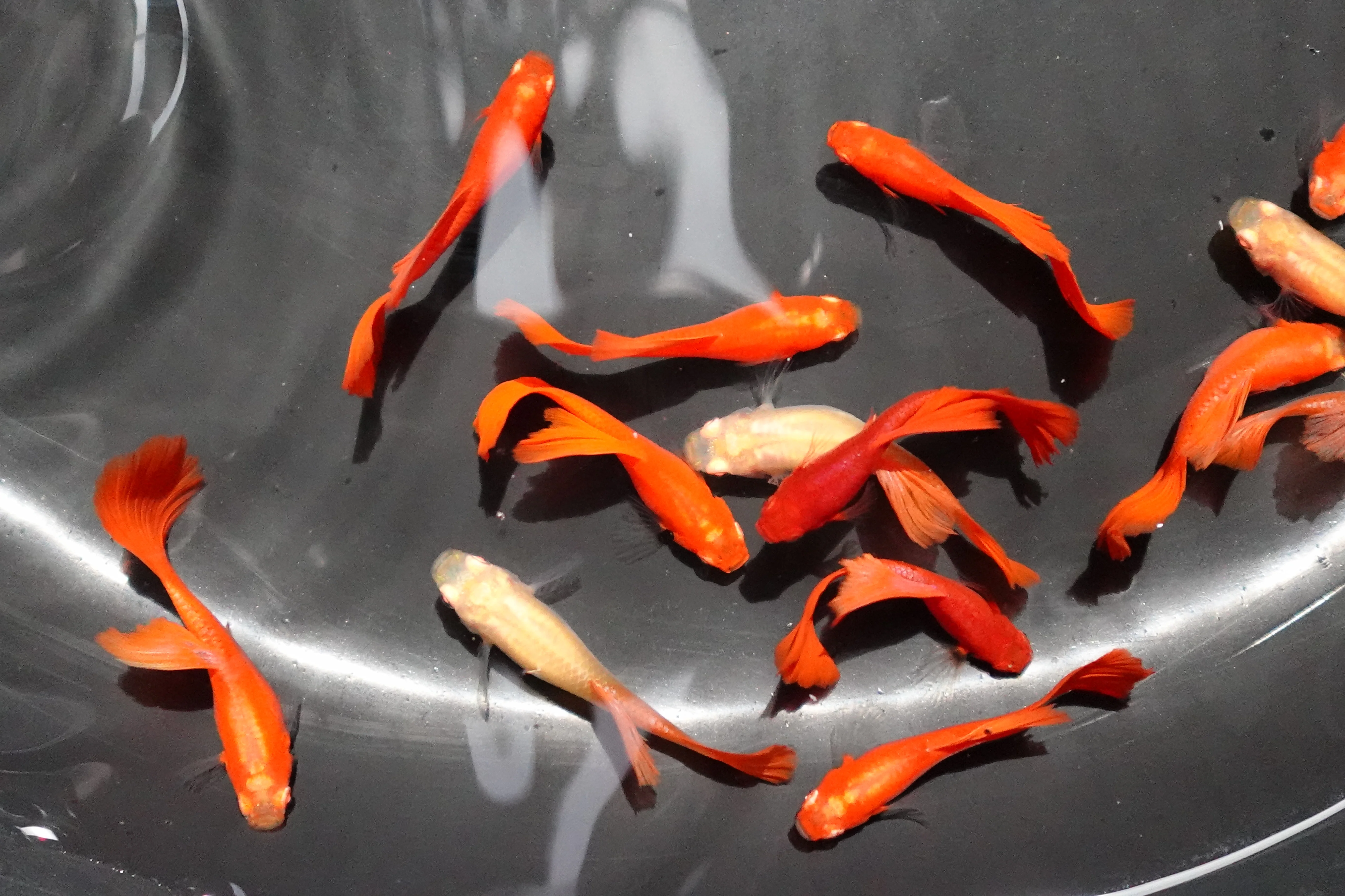 Full Red Albino Guppy Fish - Image 3