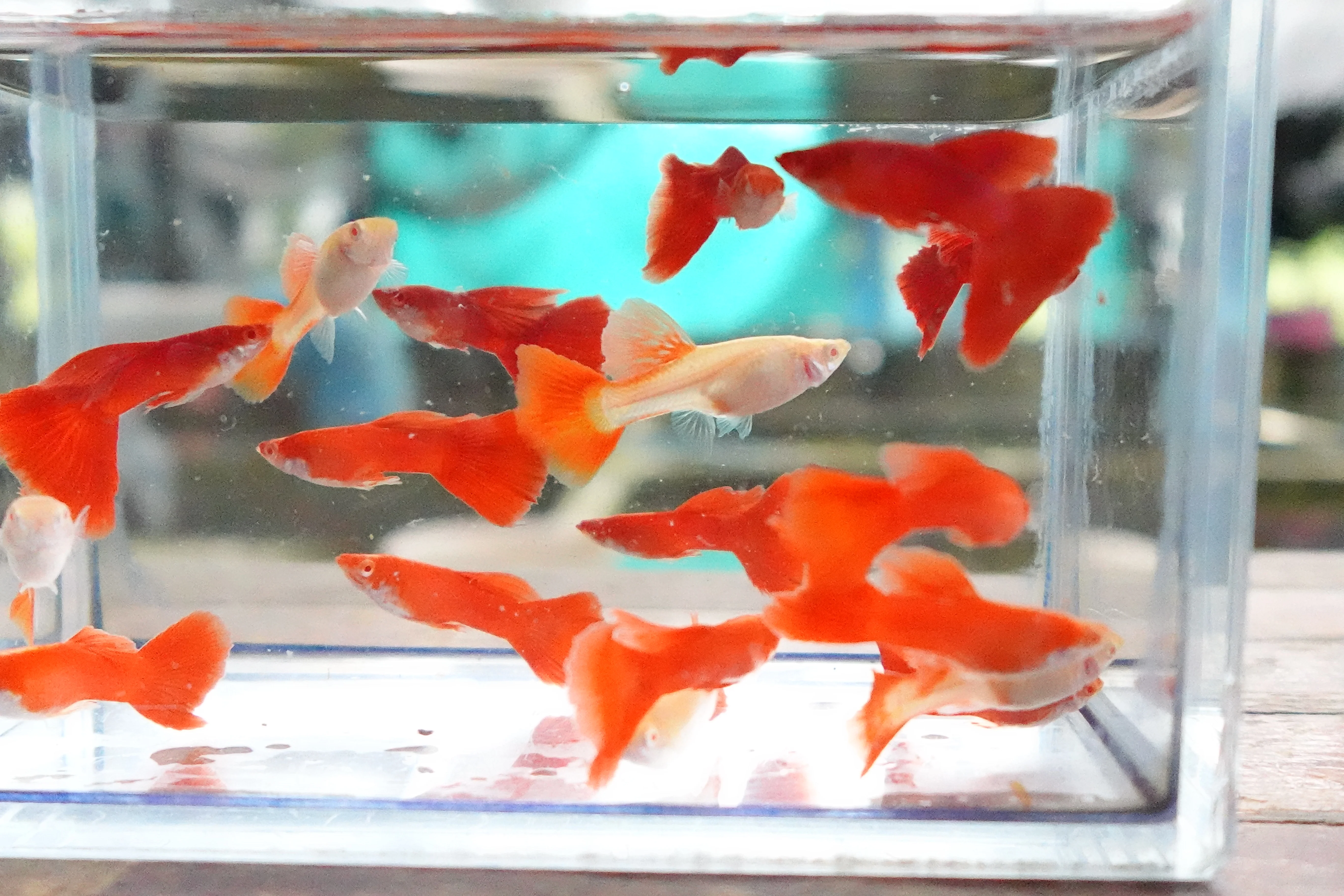 Full Red Albino Guppy Fish - Image 4