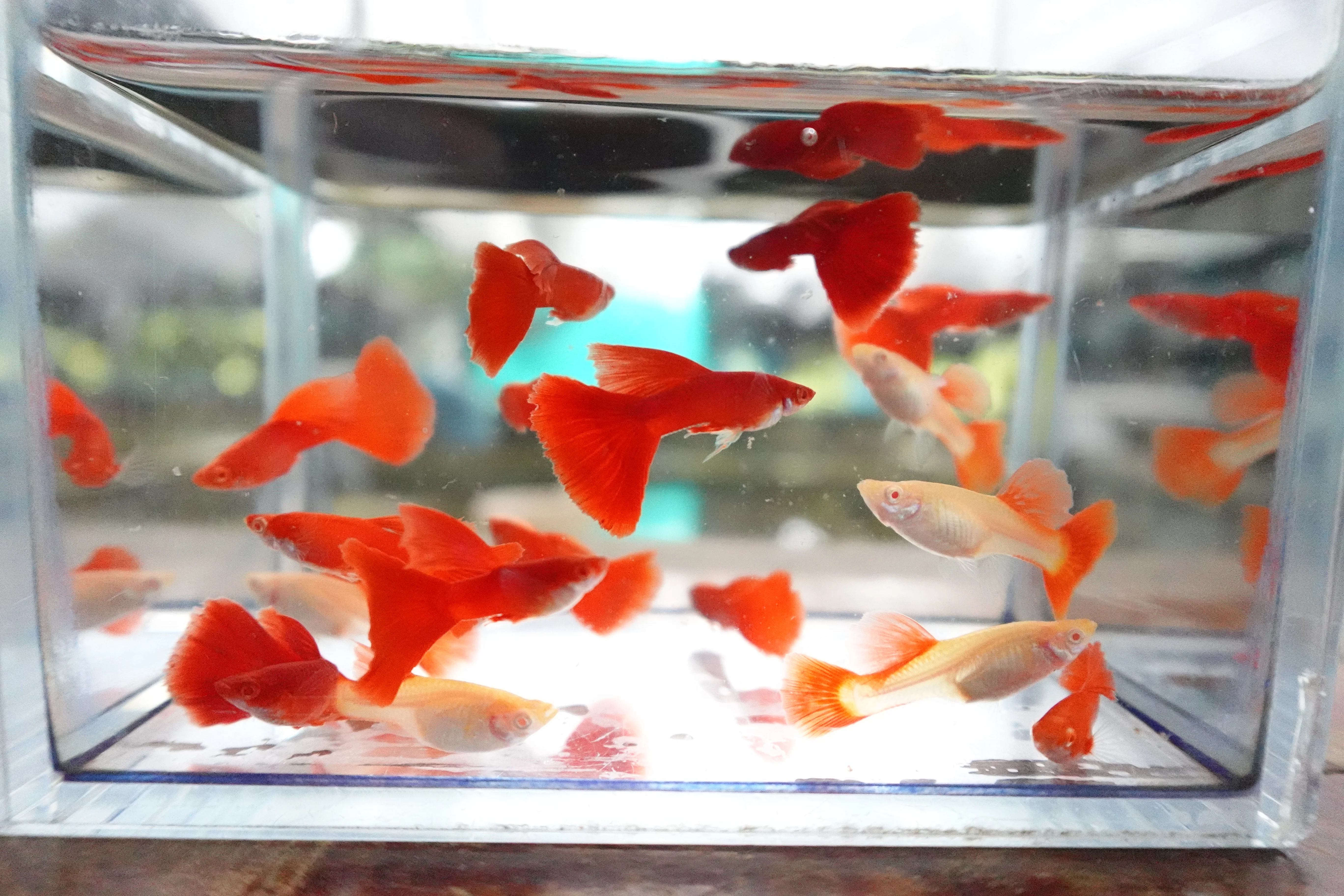 Full Red Albino Guppy Fish - Image 5