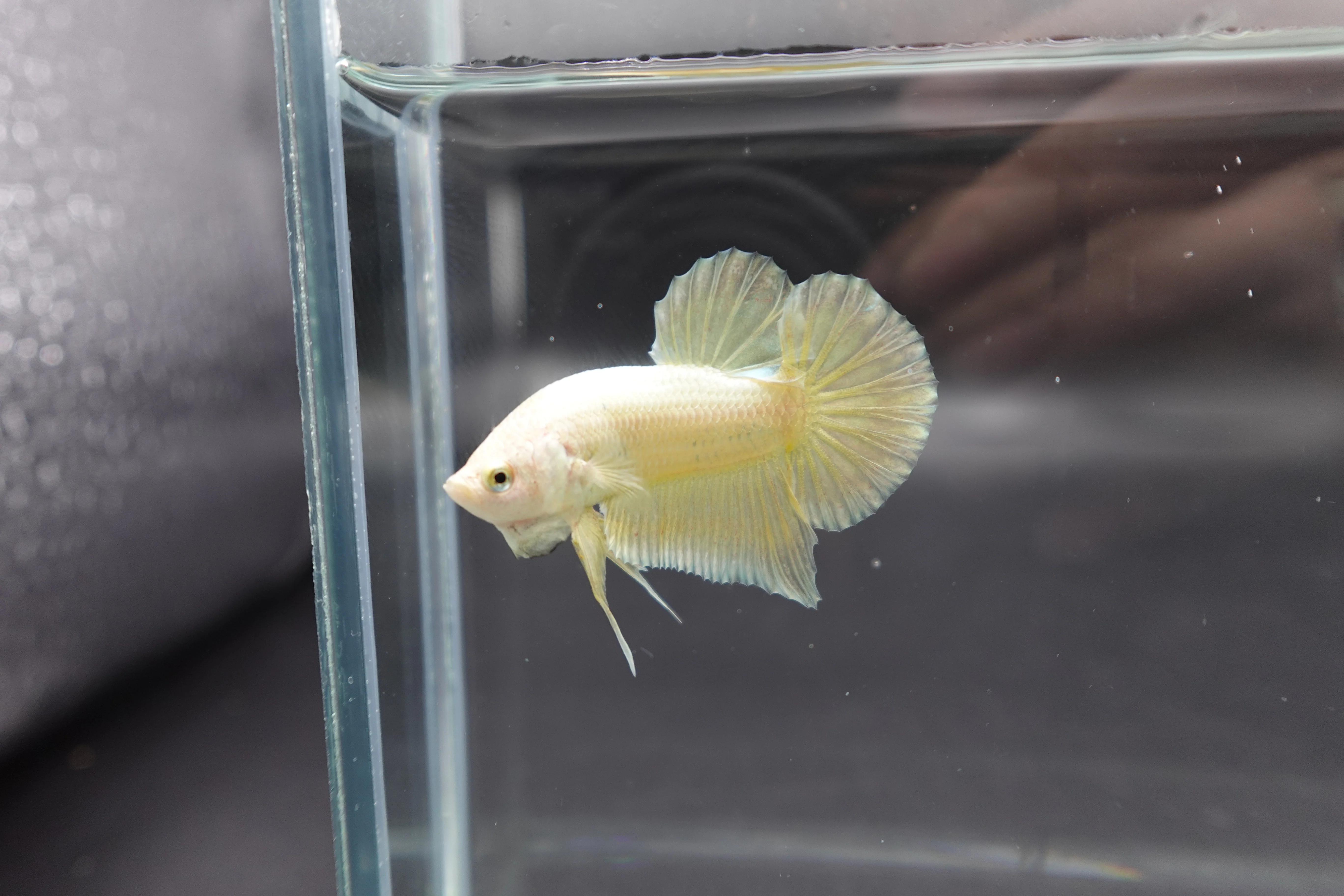 Gold Betta Fish (Male) - Image 2