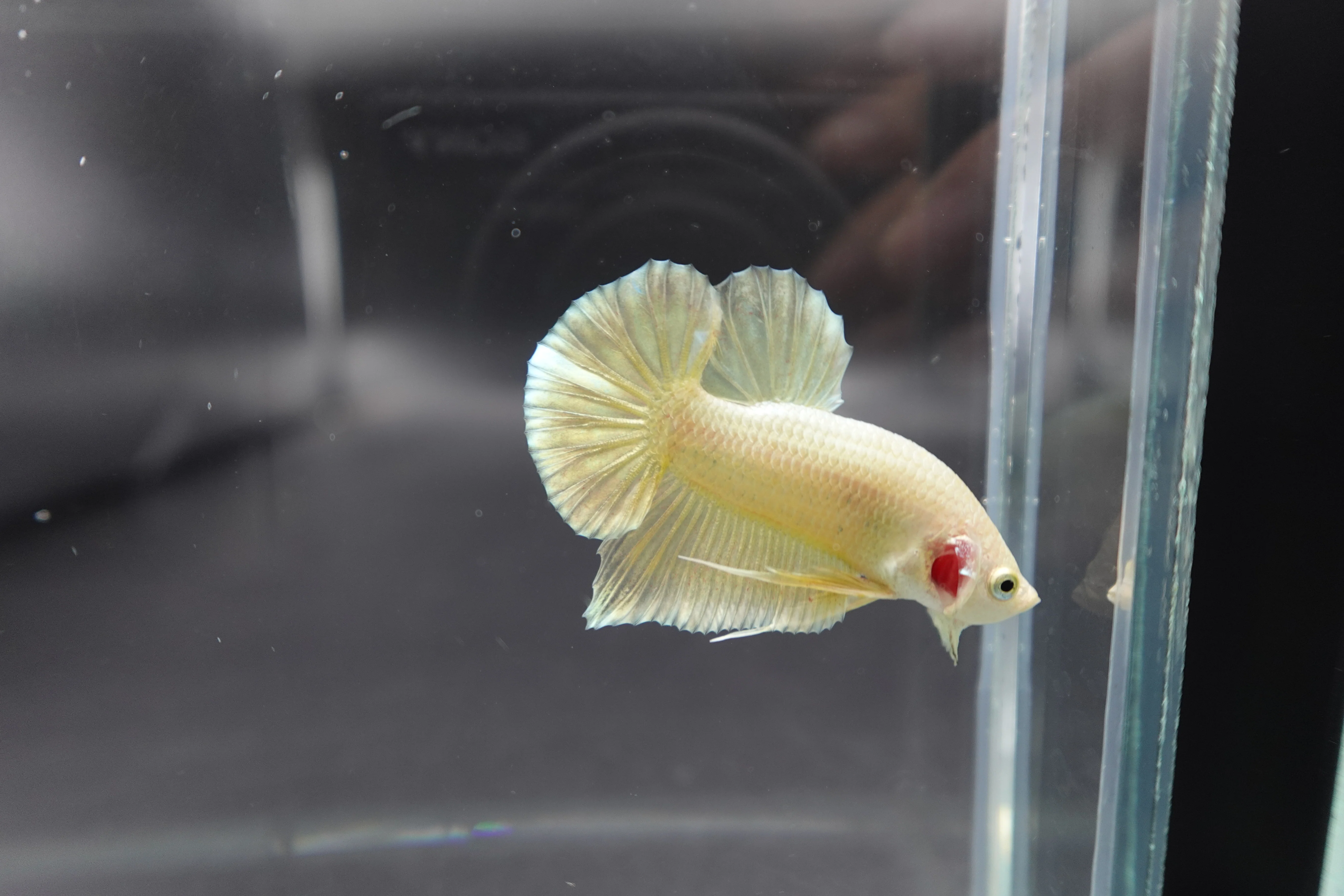 Gold Betta Fish (Male) - Image 3