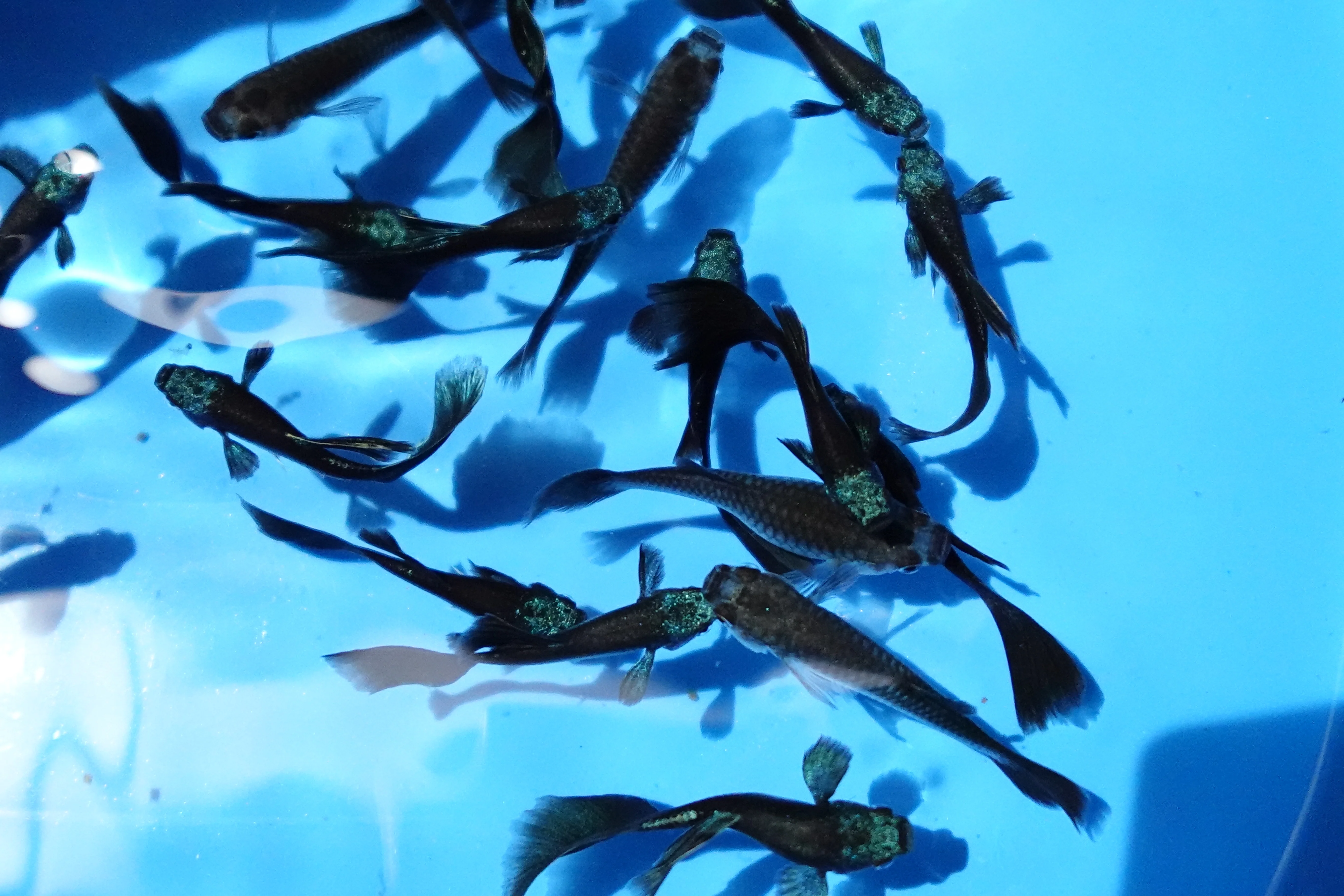 Green Moscow Guppy Fish - Image 2