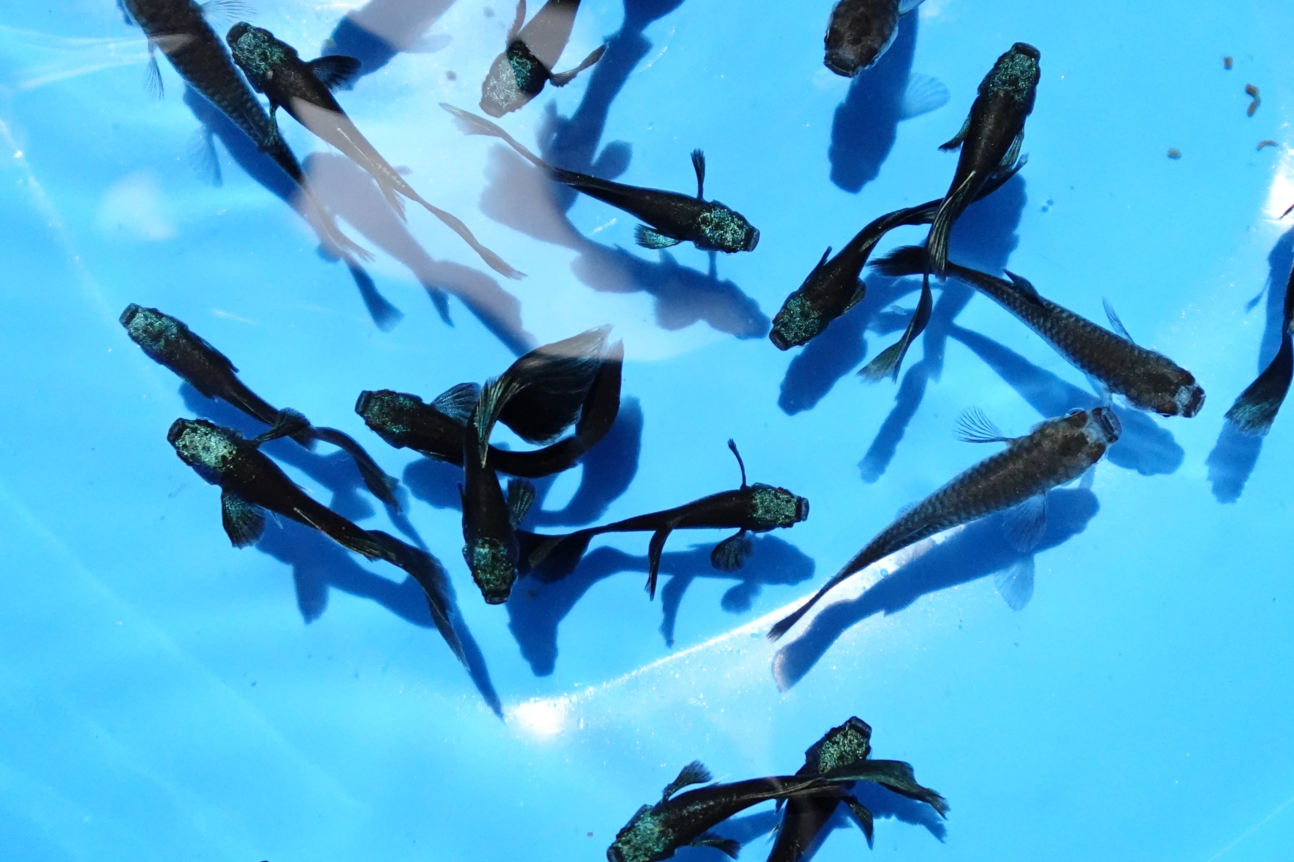 Green Moscow Guppy Fish - Image 3