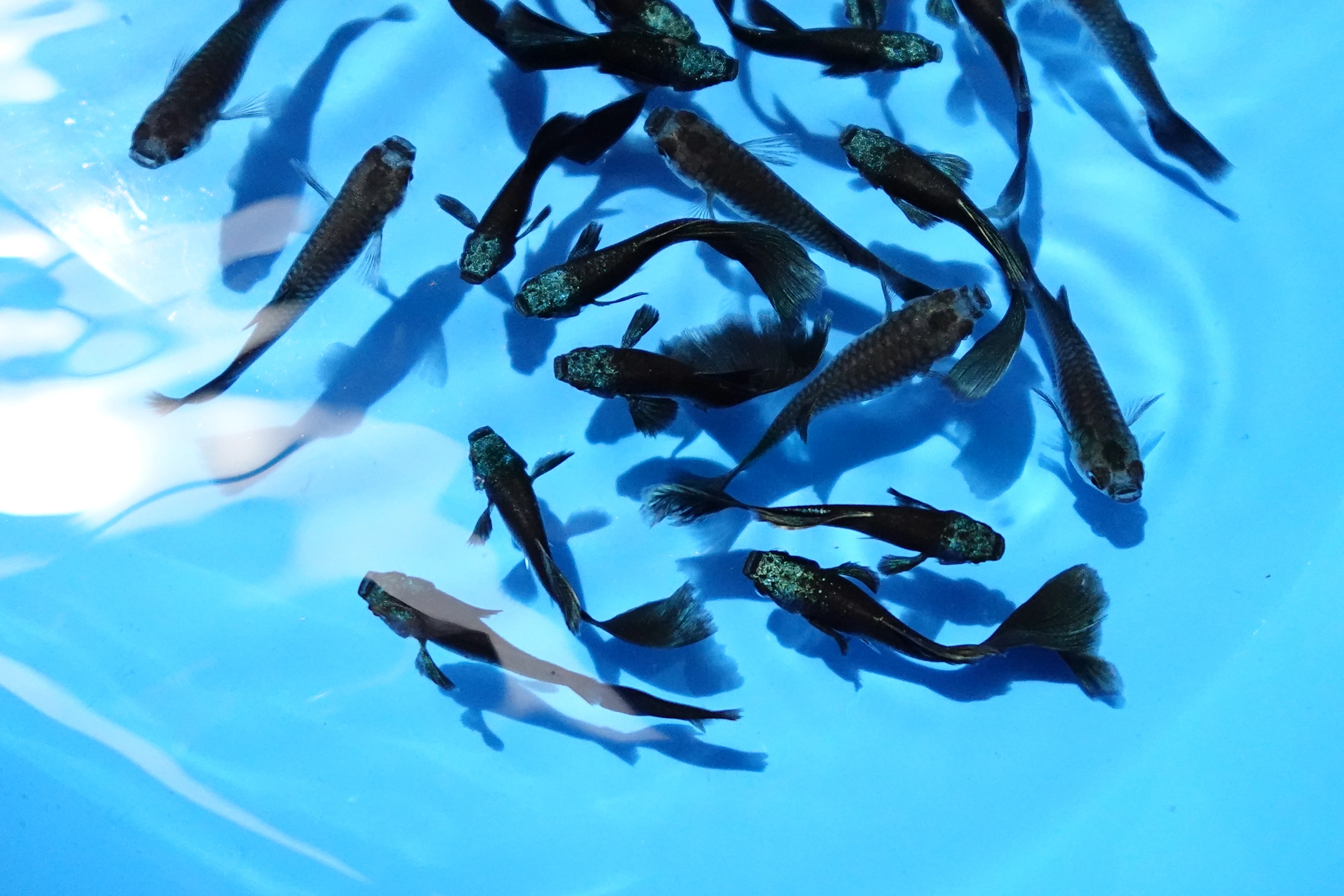 Green Moscow Guppy Fish - Image 4