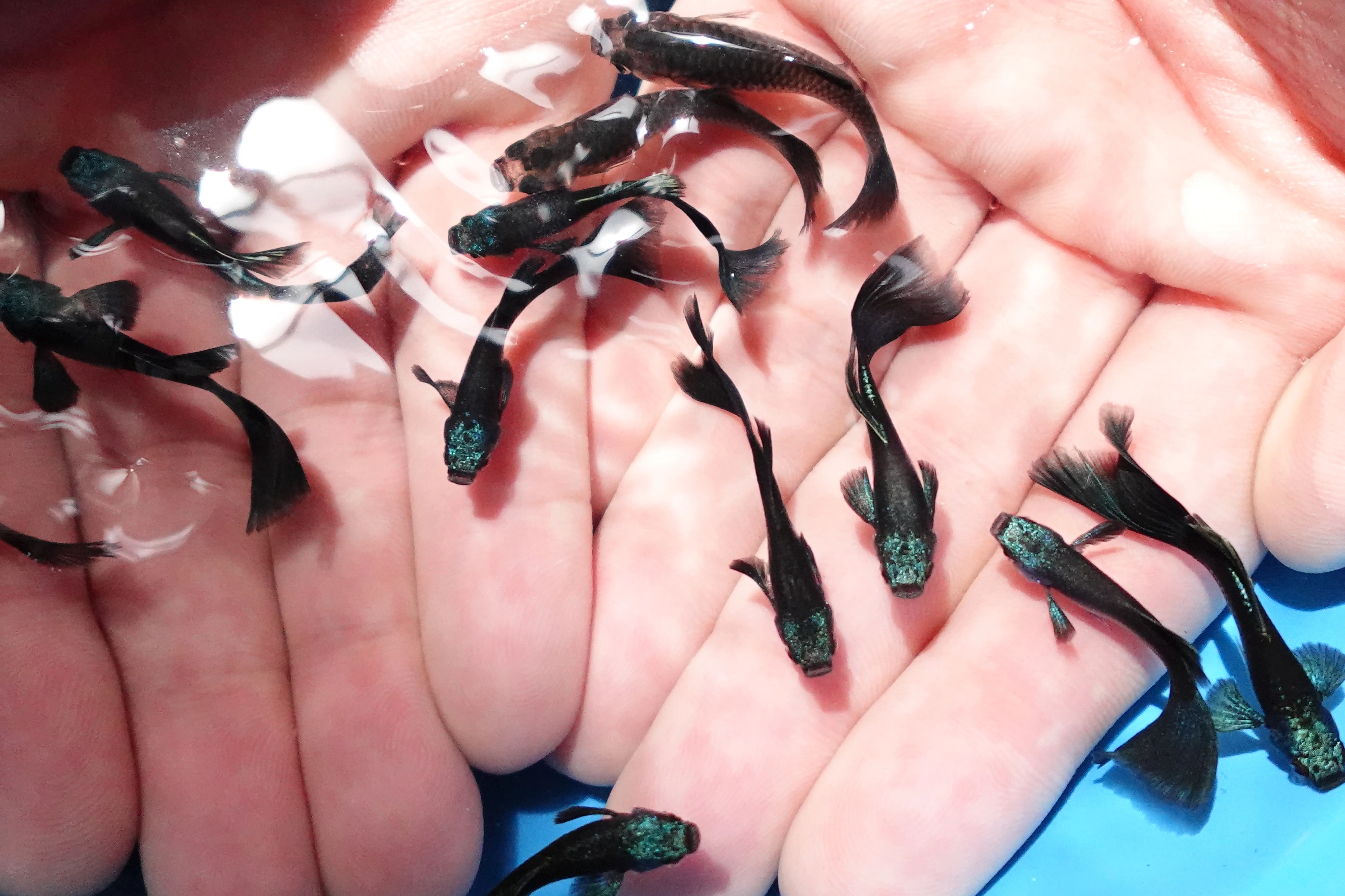 Green Moscow Guppy Fish - Image 6