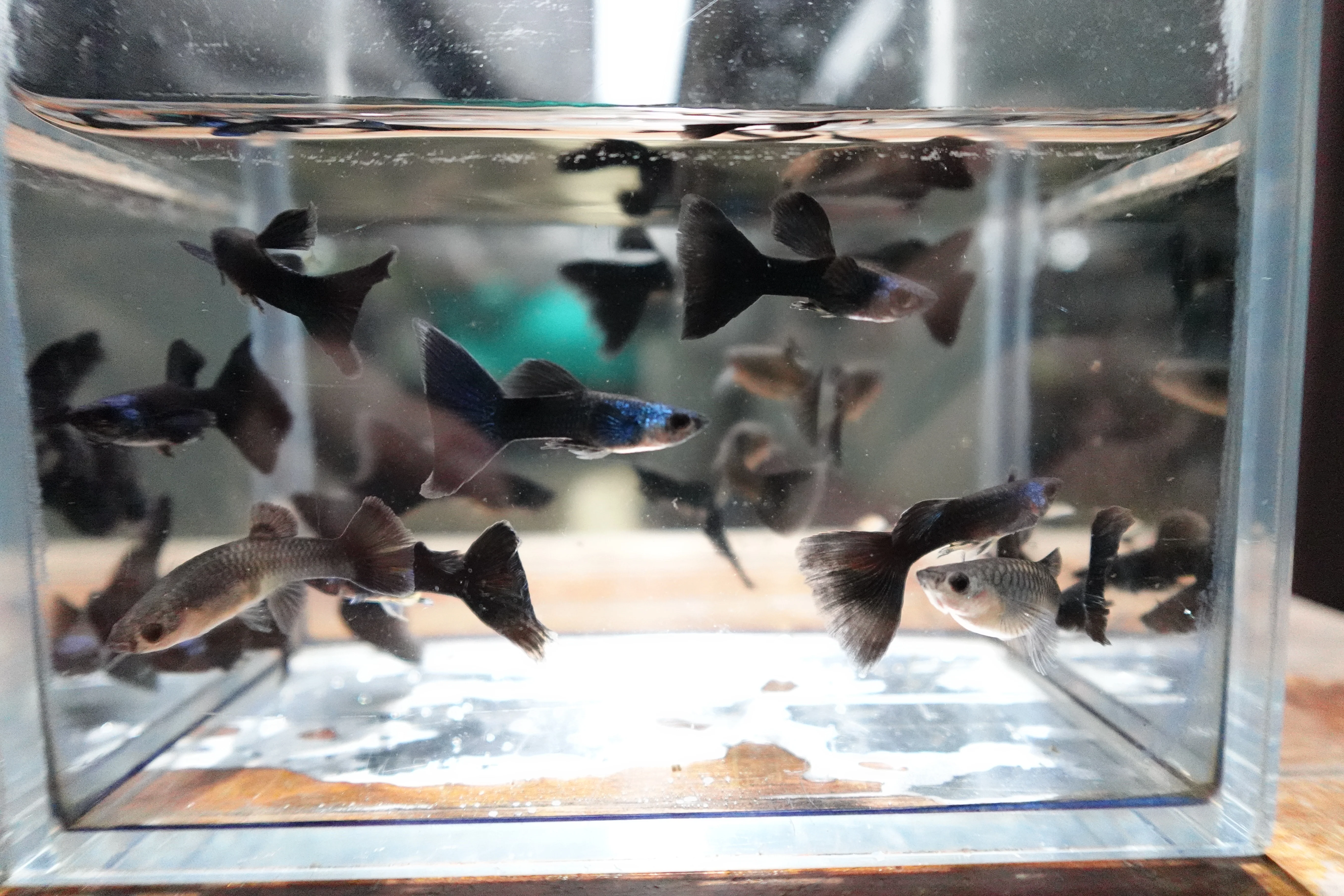 Green Moscow Guppy Fish - Image 7