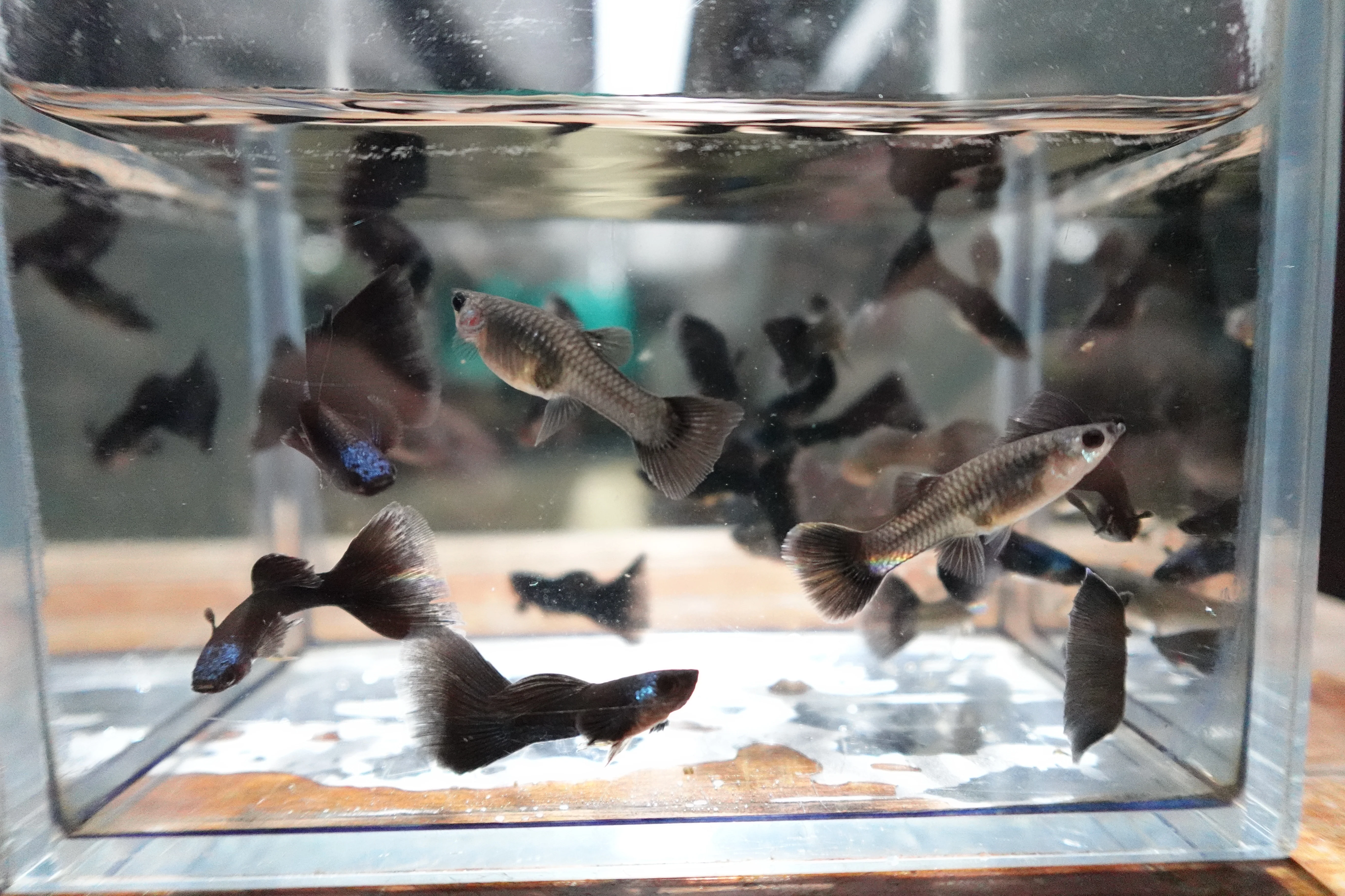 Green Moscow Guppy Fish - Image 8