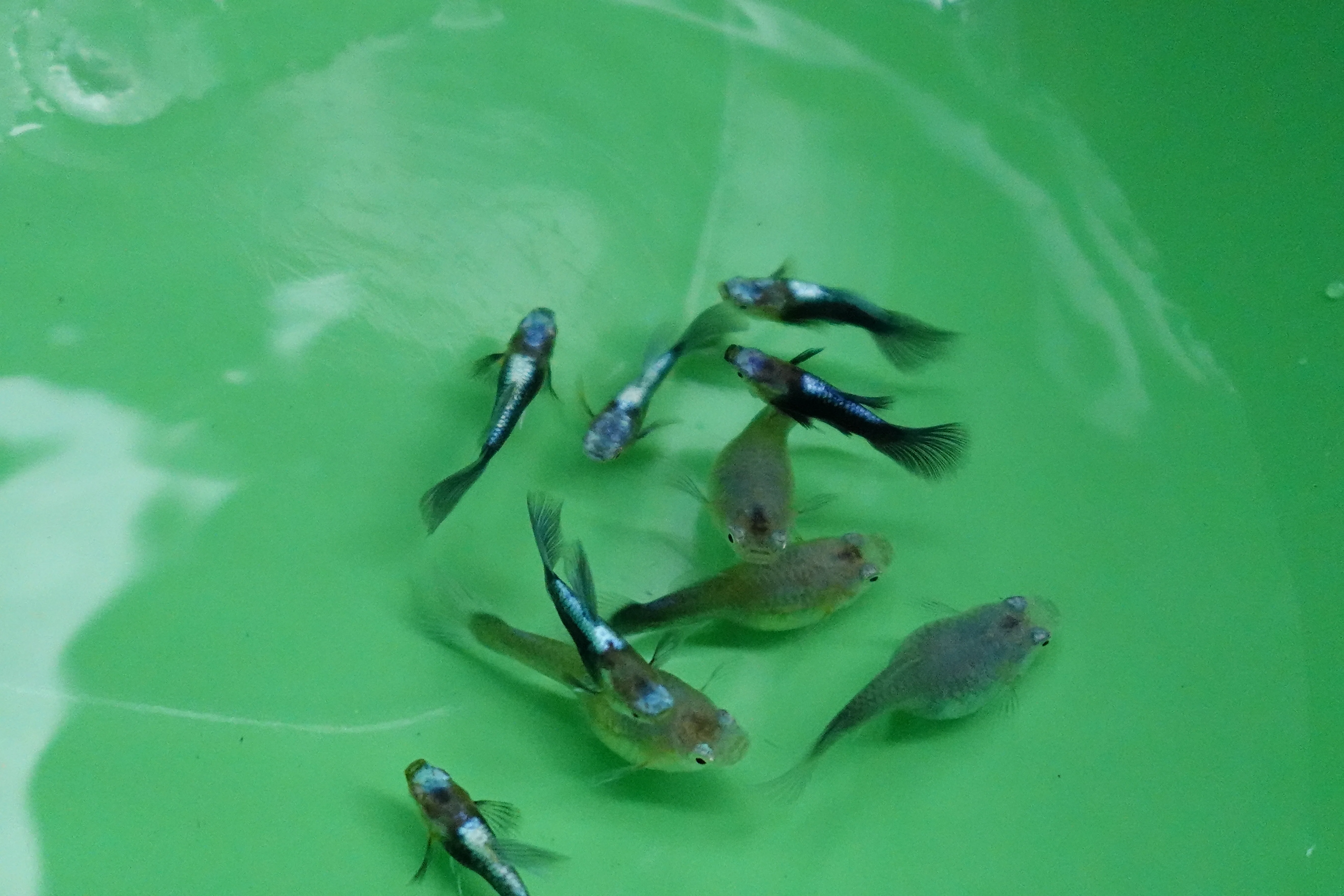 Half Black Blue Tuxedo Short Body Guppy Fish - Image 2
