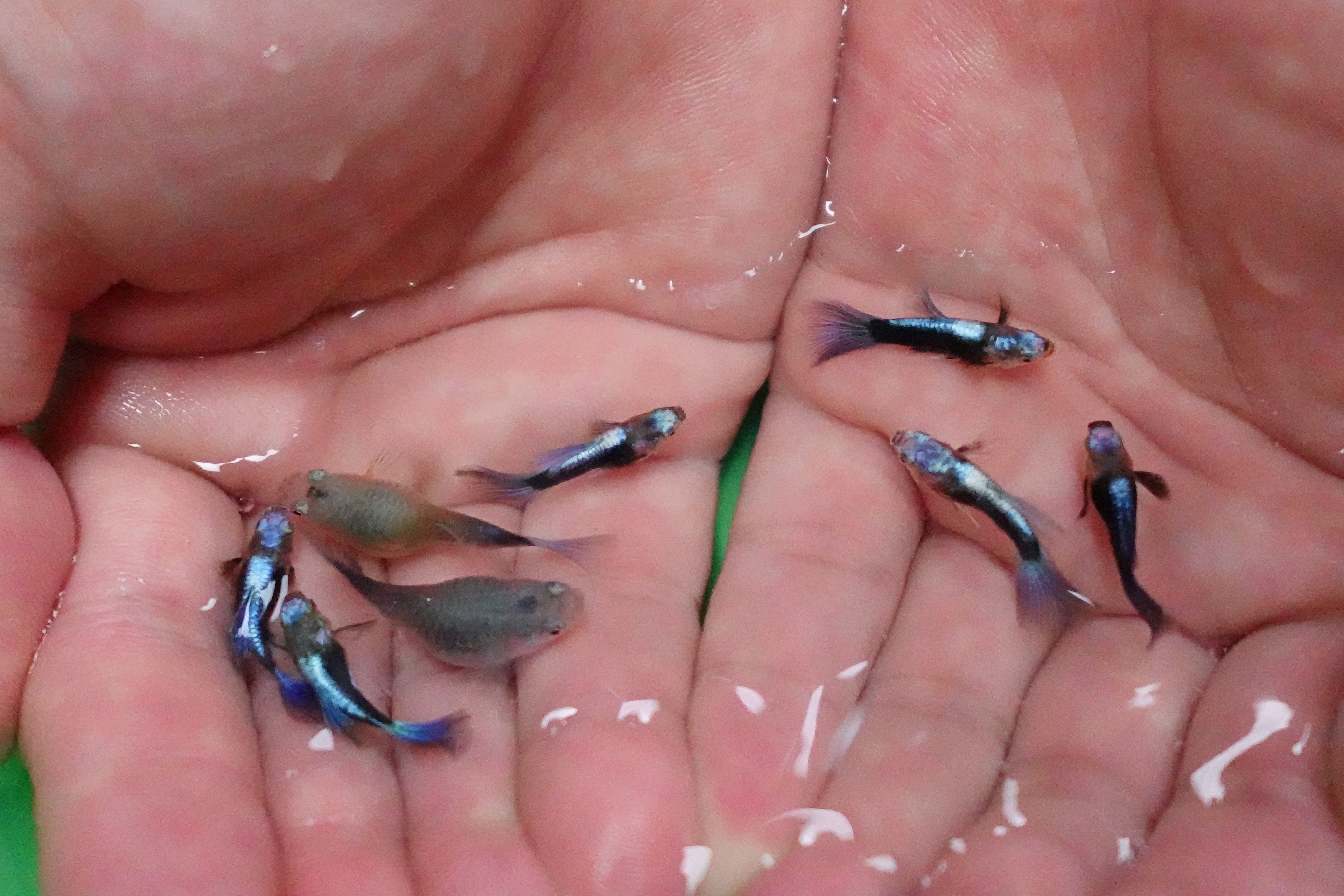 Half Black Blue Tuxedo Short Body Guppy Fish - Image 3