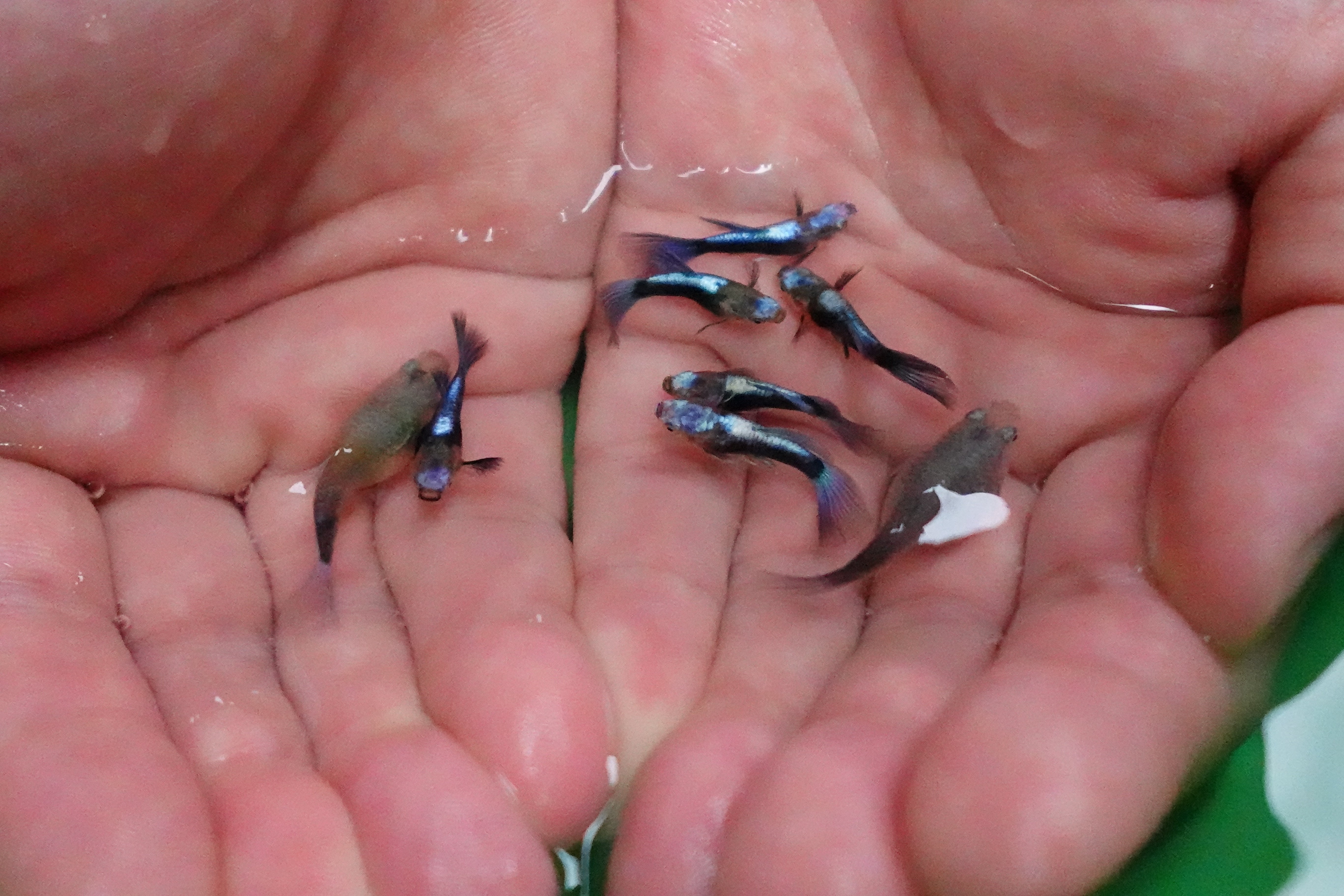 Half Black Blue Tuxedo Short Body Guppy Fish - Image 4