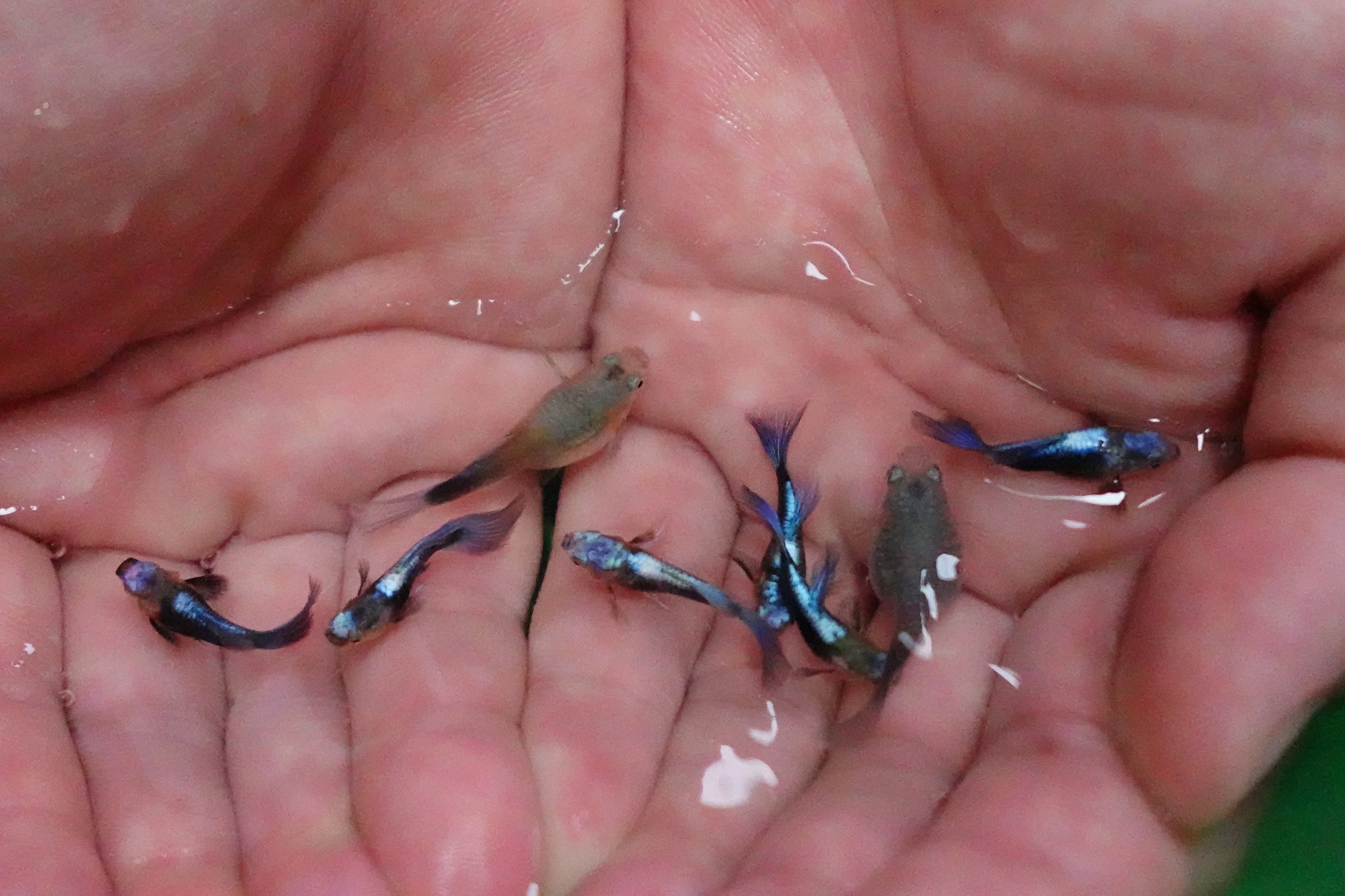 Half Black Blue Tuxedo Short Body Guppy Fish - Image 5