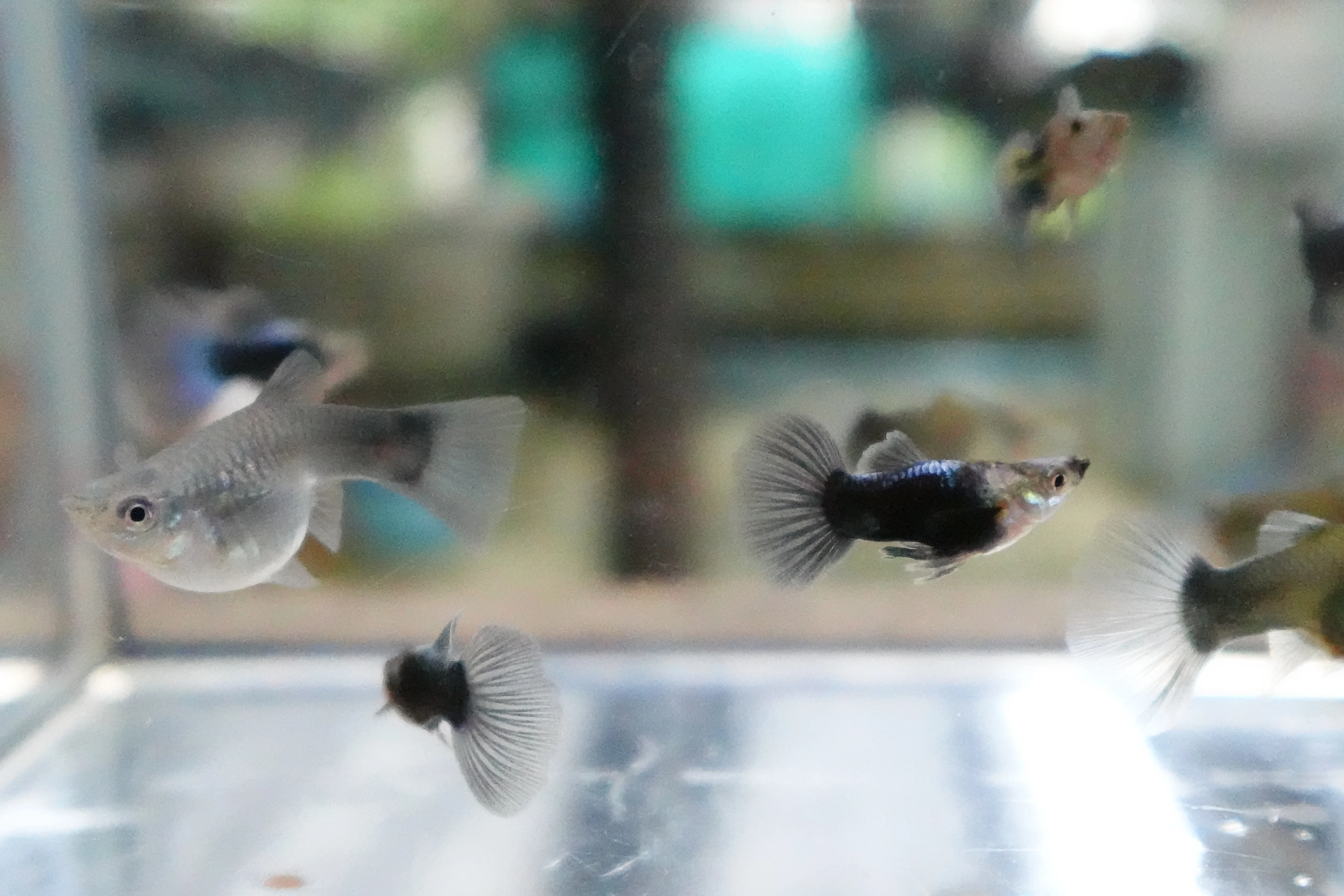Half Black Blue Tuxedo Short Body Guppy Fish - Image 6