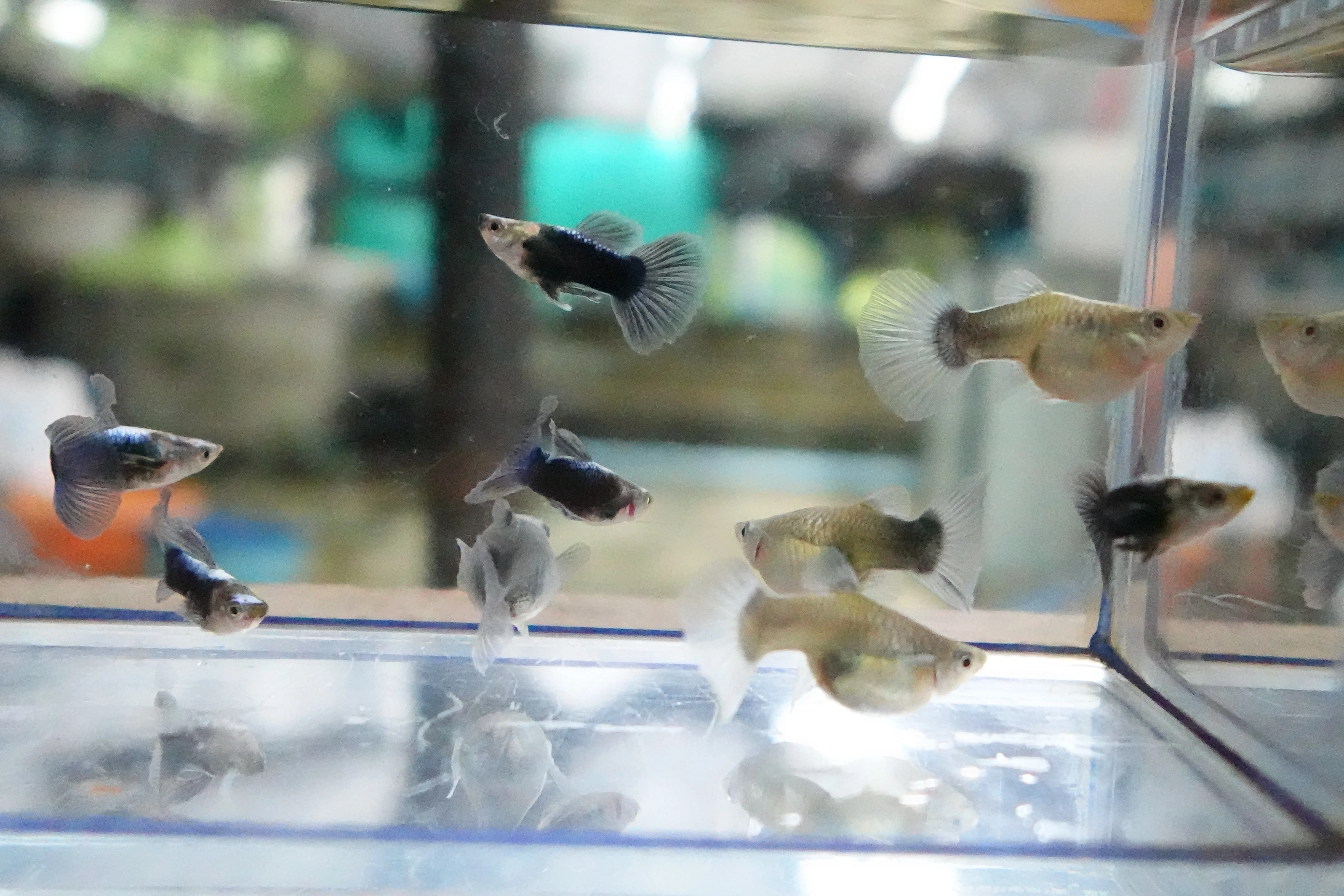 Half Black Blue Tuxedo Short Body Guppy Fish - Image 7