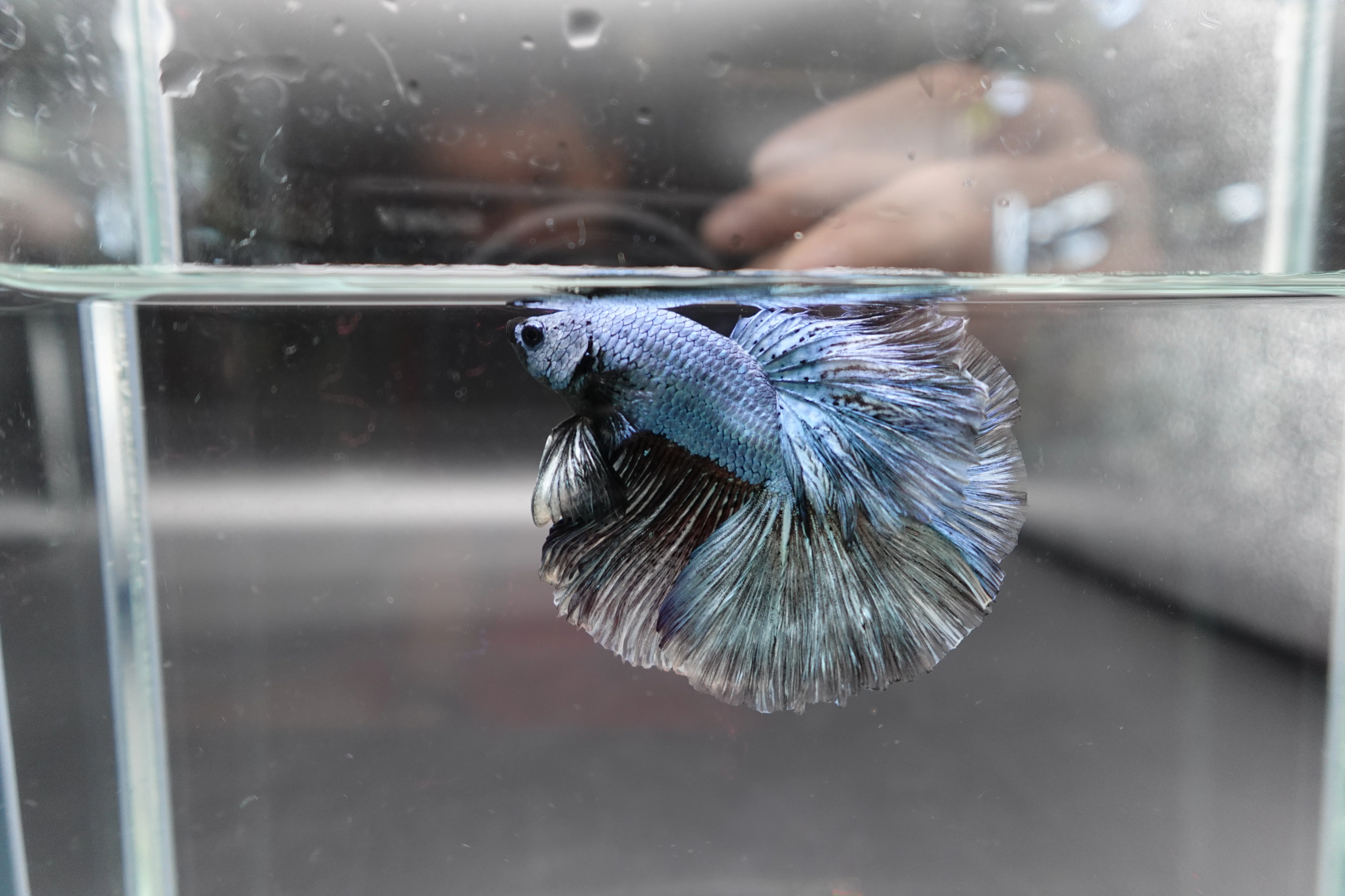 Halfmoon Copper Betta Fish (Male) - Image 2