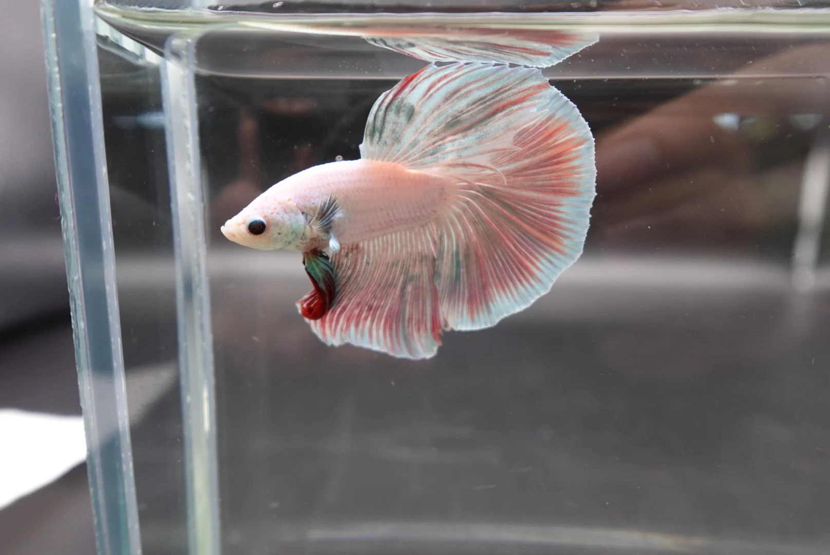 Halfmoon Cotton Candy Betta Fish (Male) - Image 3