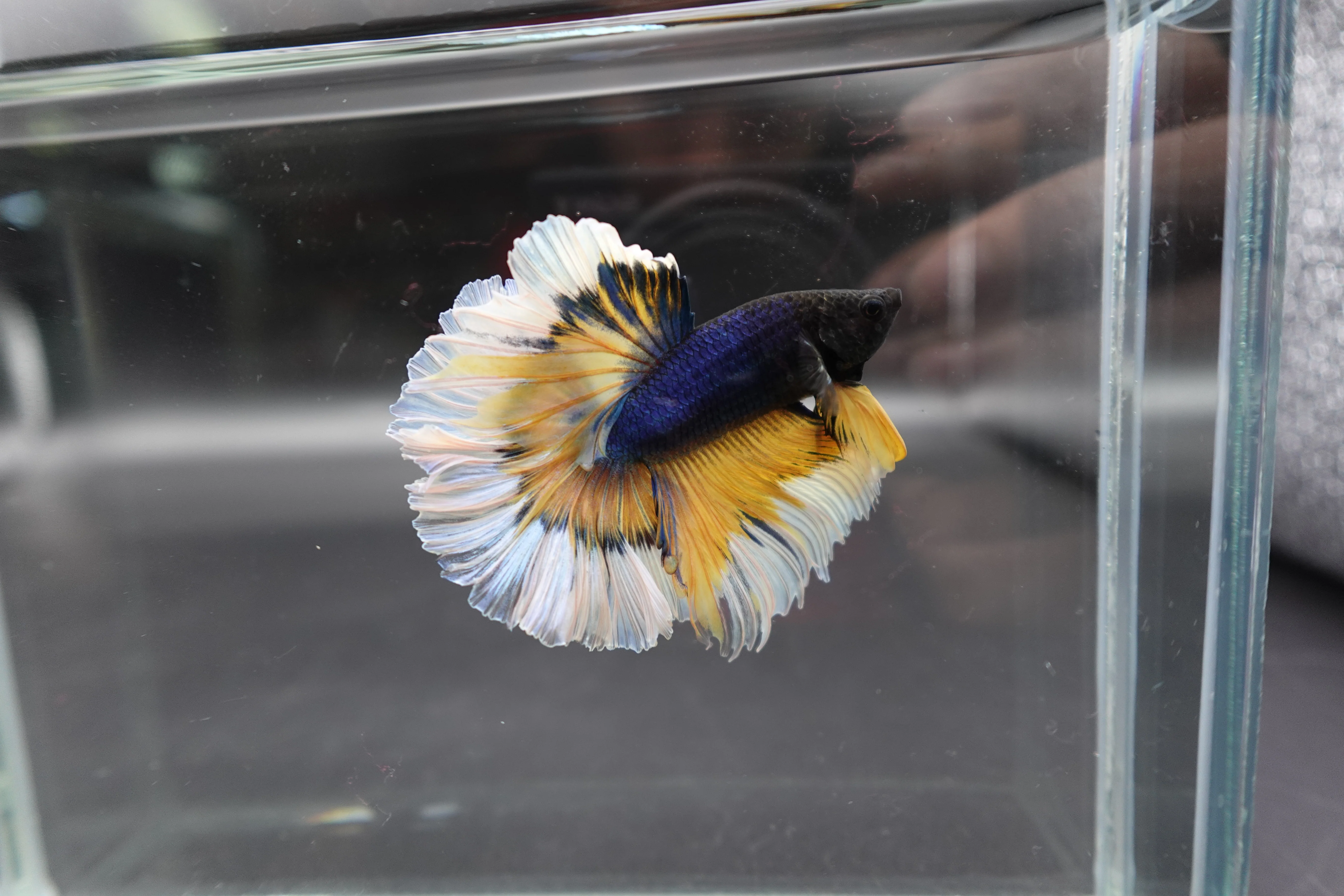 Halfmoon Mustard Butterfly Betta Fish (Male) - Image 3