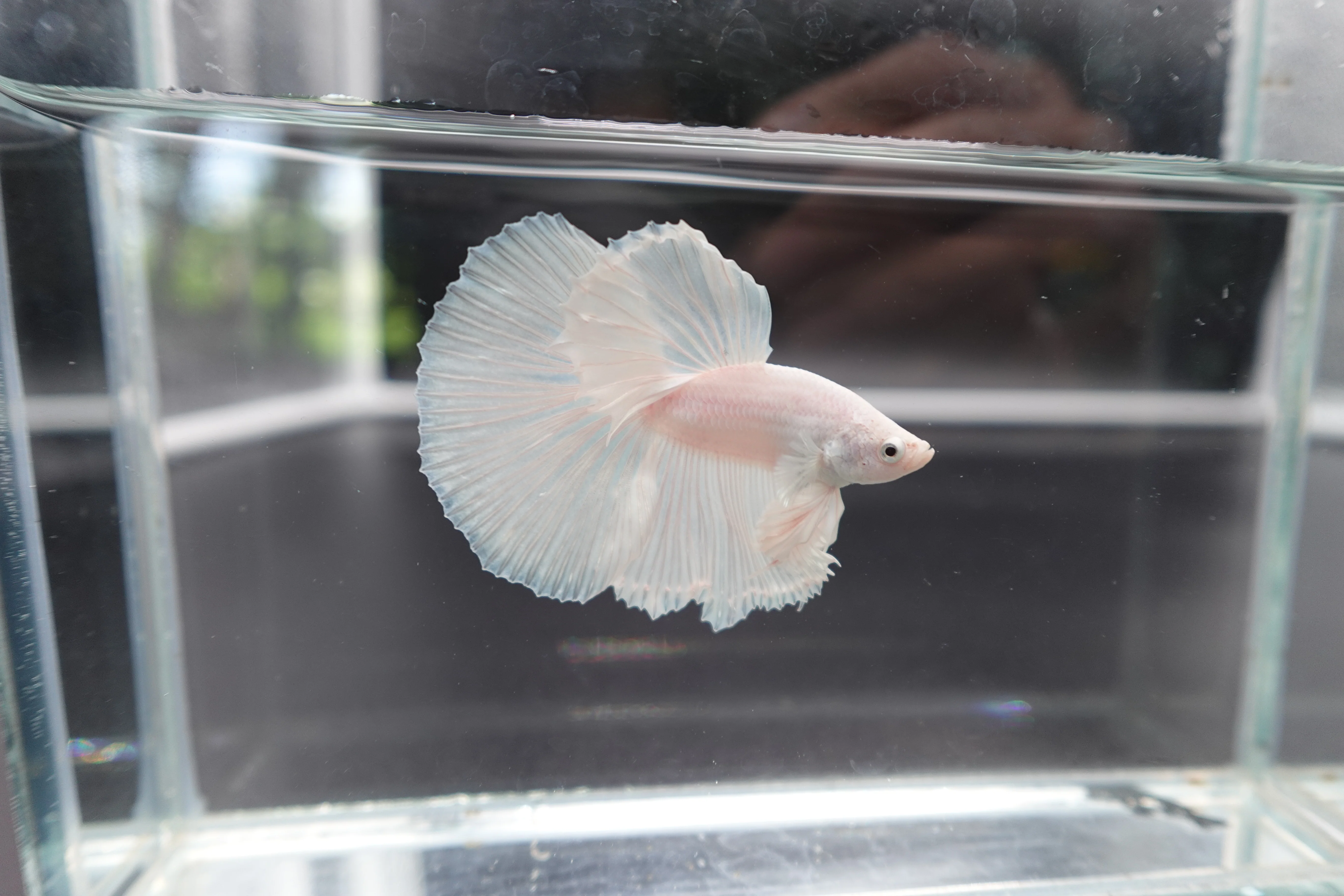 Halfmoon White Betta Fish (Male) - Image 2