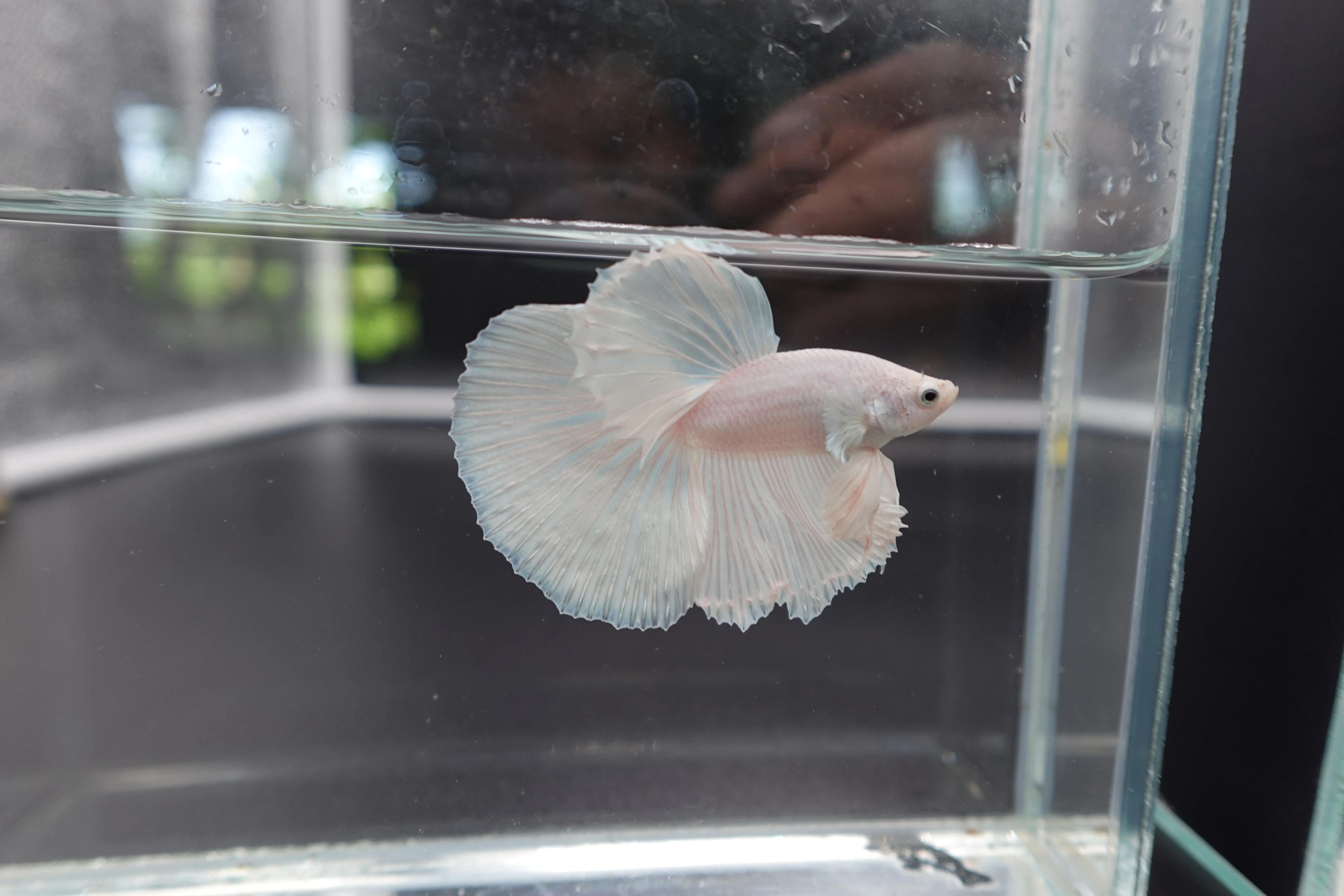 Halfmoon White Betta Fish (Male) - Image 3