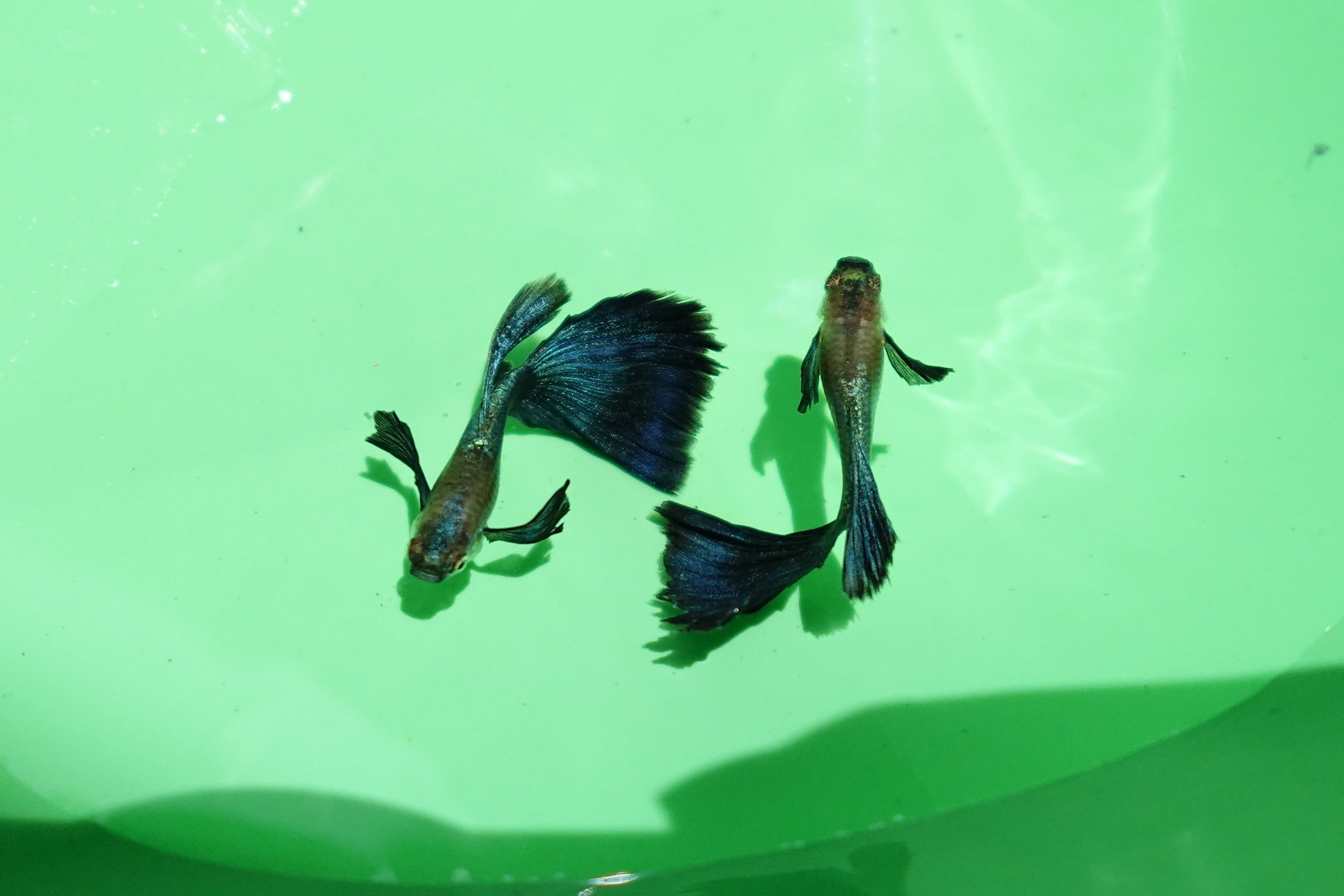 Japanese Blue Dumbo Ear Guppy Fish - Image 2